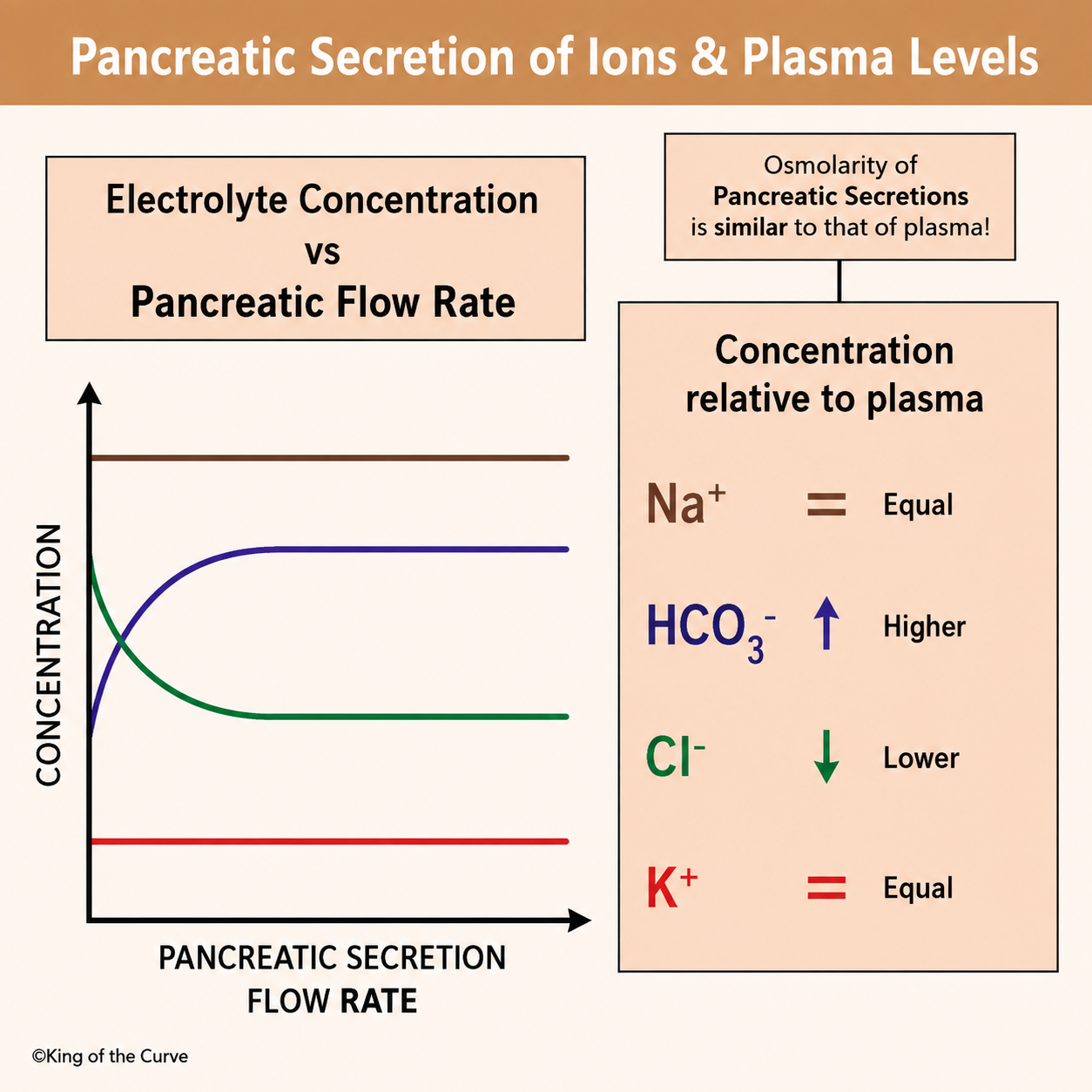🧪 Pancreatic Secretion of Ions & Plasma Levels