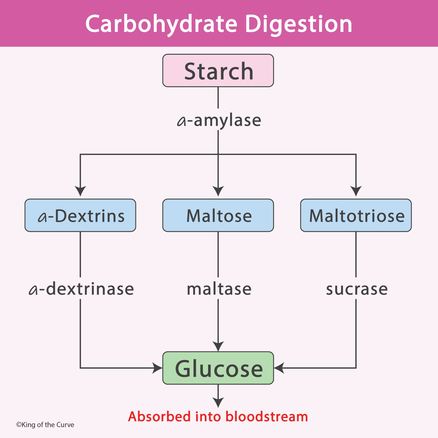 🧠 Carbohydrate Digestion Explained — King of the Curve