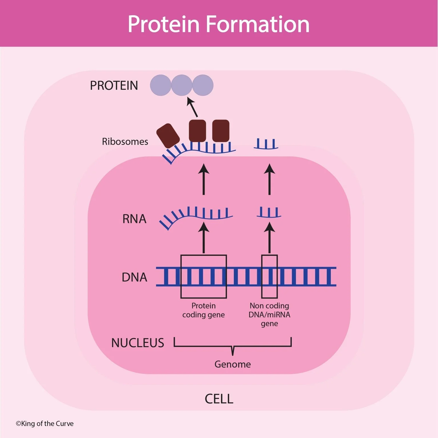 🧬 Protein Formation: From DNA to Functional Proteins