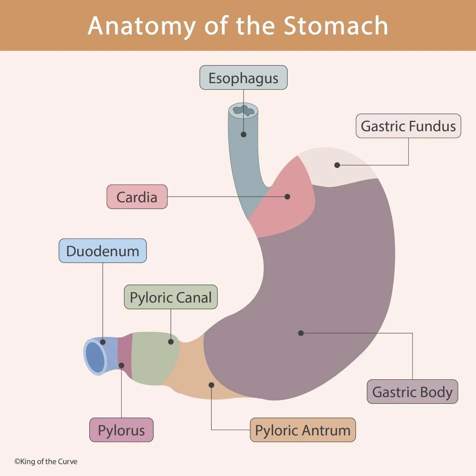 🧠 Anatomy of the Stomach: MCAT-Ready Visual Breakdown — King of the Curve