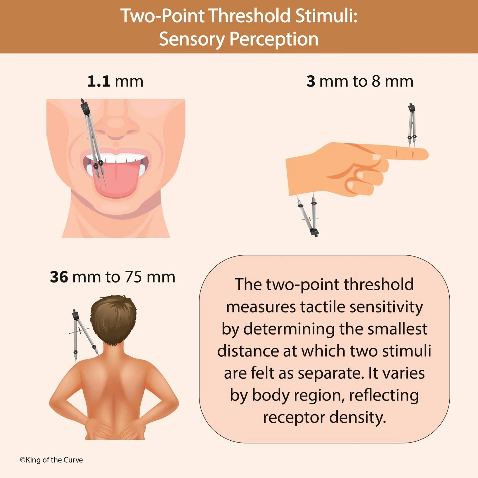 🧠 Two-Point Discrimination Explained: Why Your Tongue Beats Your Back