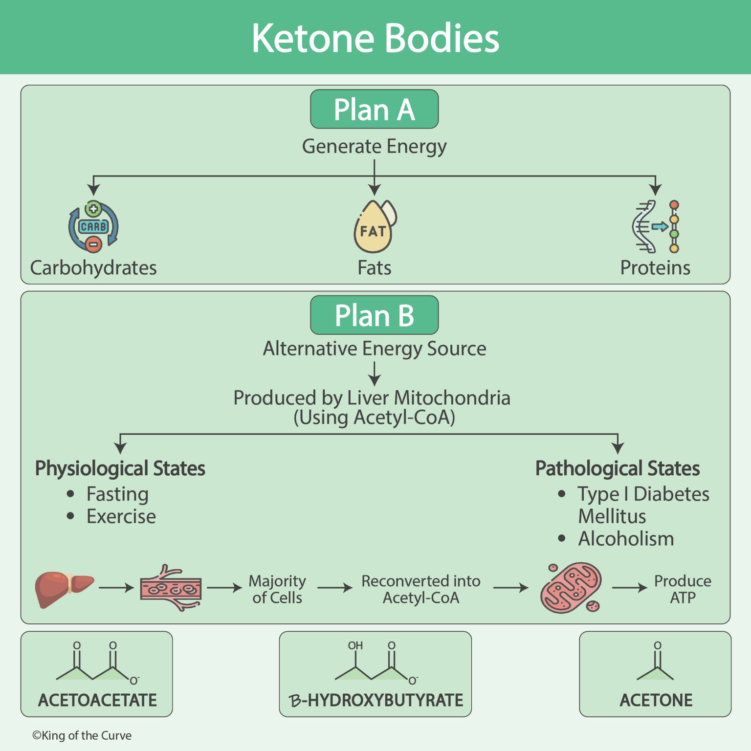 🧬 Ketone Bodies: The Body’s Alternative Energy Source — King of the Curve
