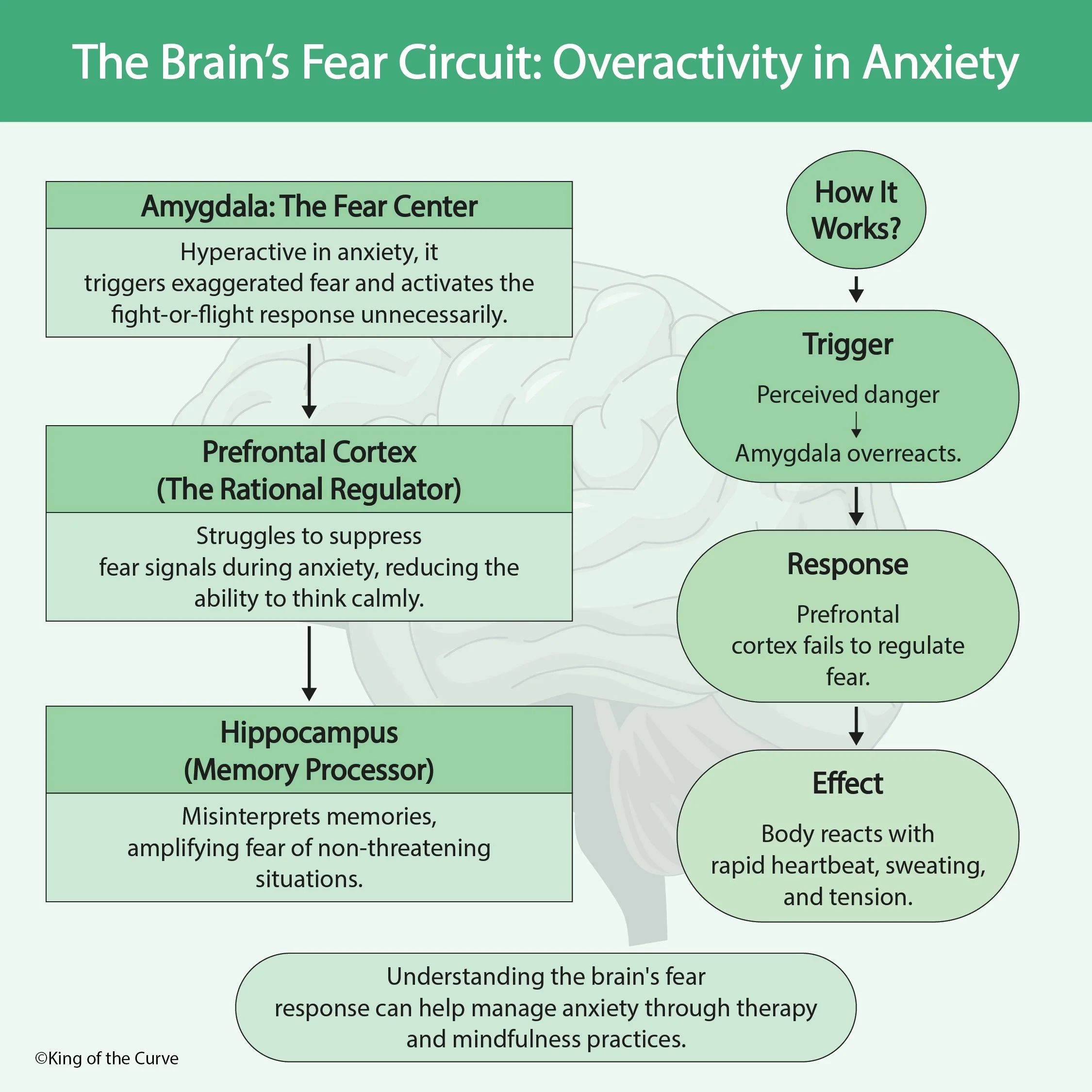 Understanding the Brain’s Fear Circuit in Anxiety: A Must-Know for MCAT ...