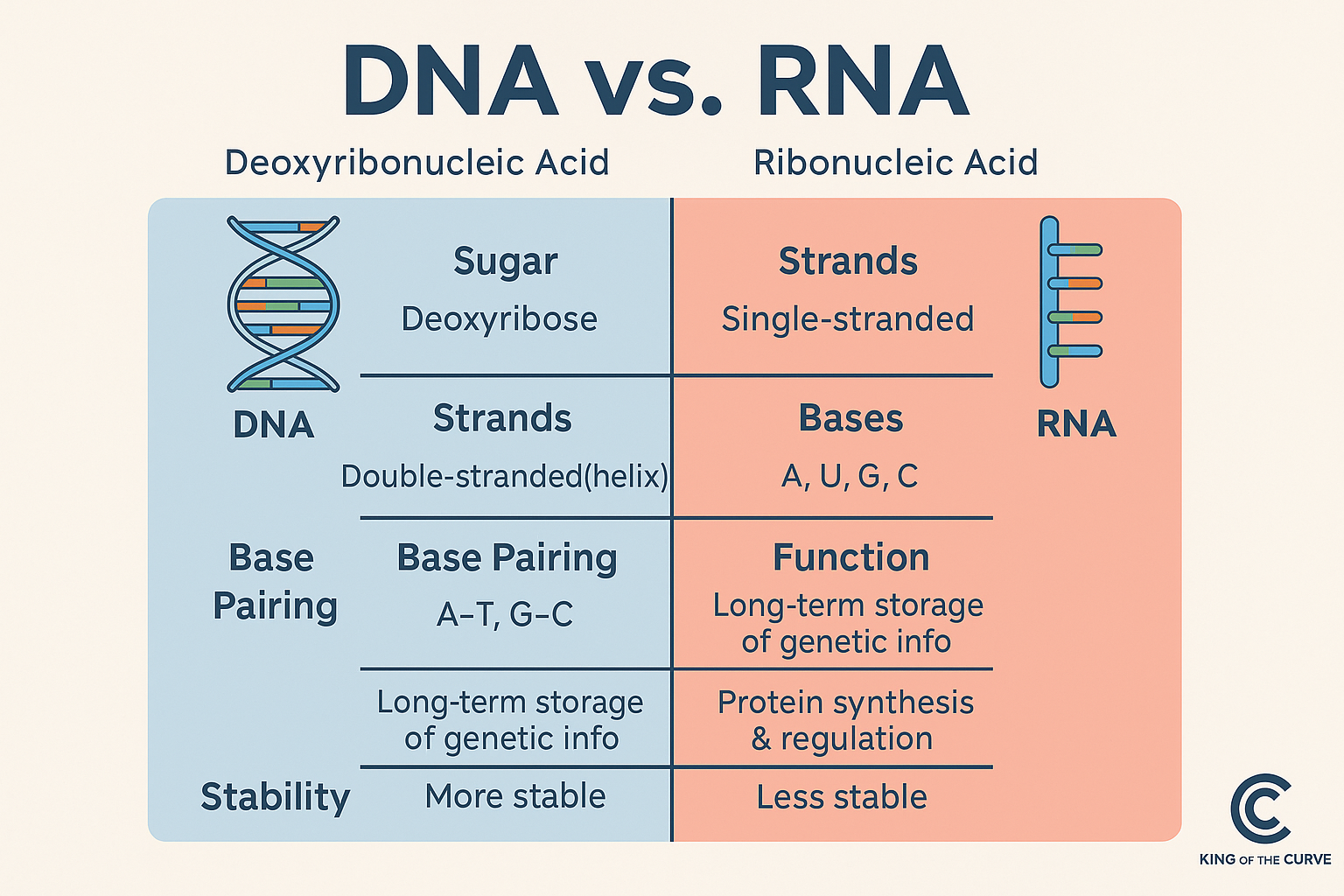 рџ Dna Vs Rna вђ Key Differences You Must Know вђ King Of The Curve