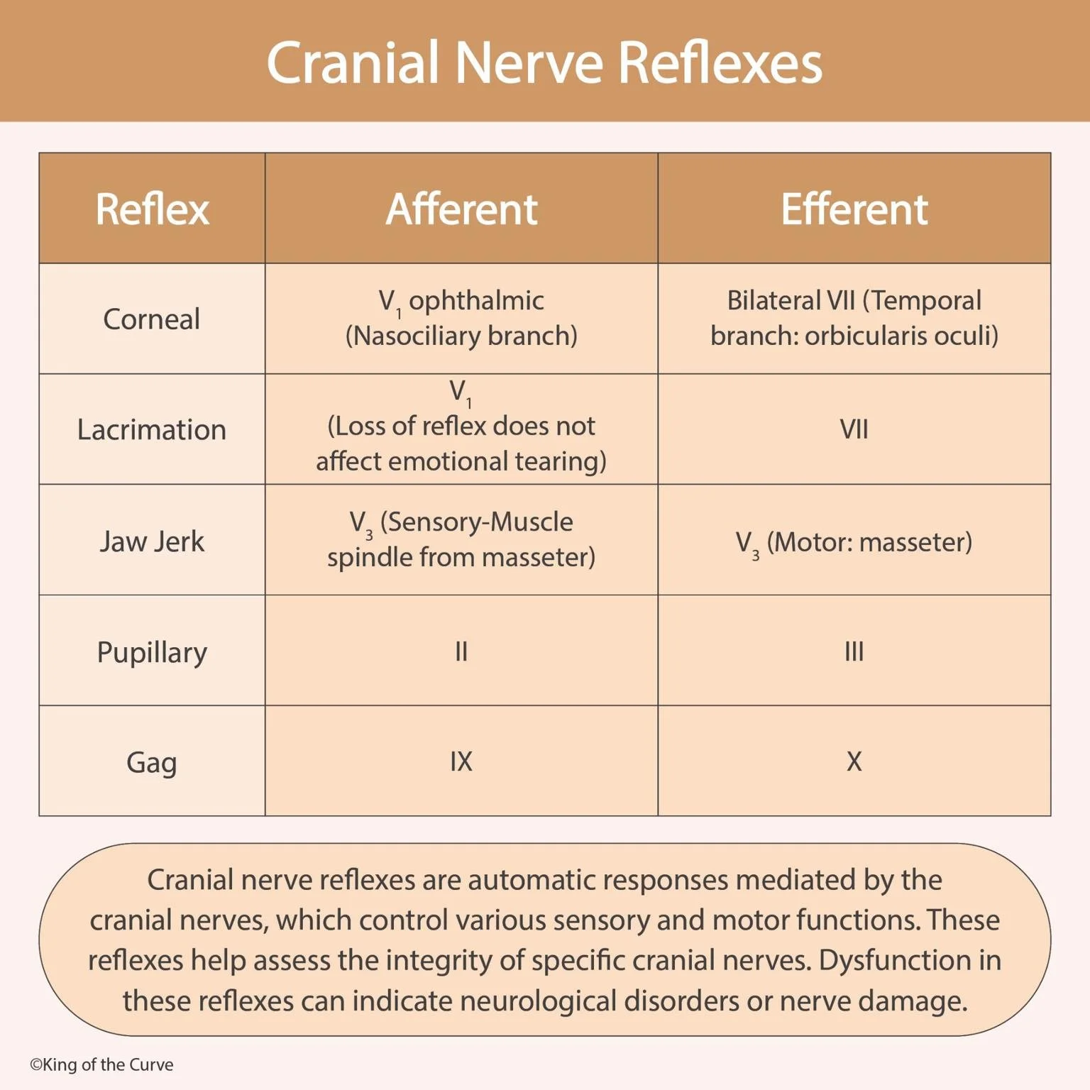 🧠 Cranial Nerve Reflexes: A Quick Clinical Guide — King of the Curve