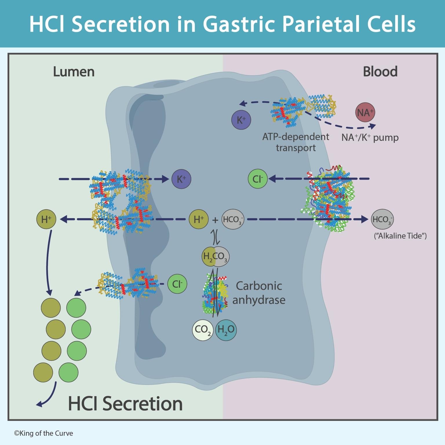 🧪 HCl Secretion in Gastric Parietal Cells: Mechanism Explained — King ...