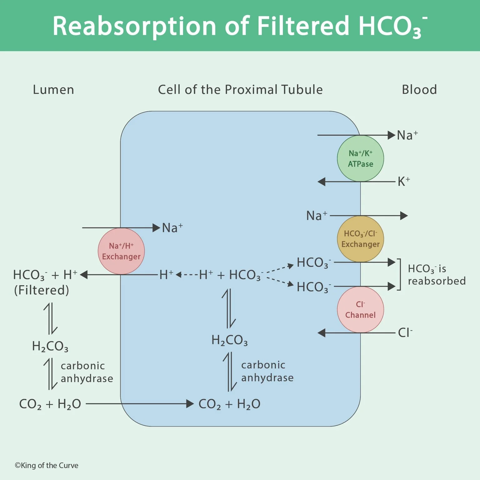 🧪 Bicarbonate Reabsorption in the Proximal Tubule