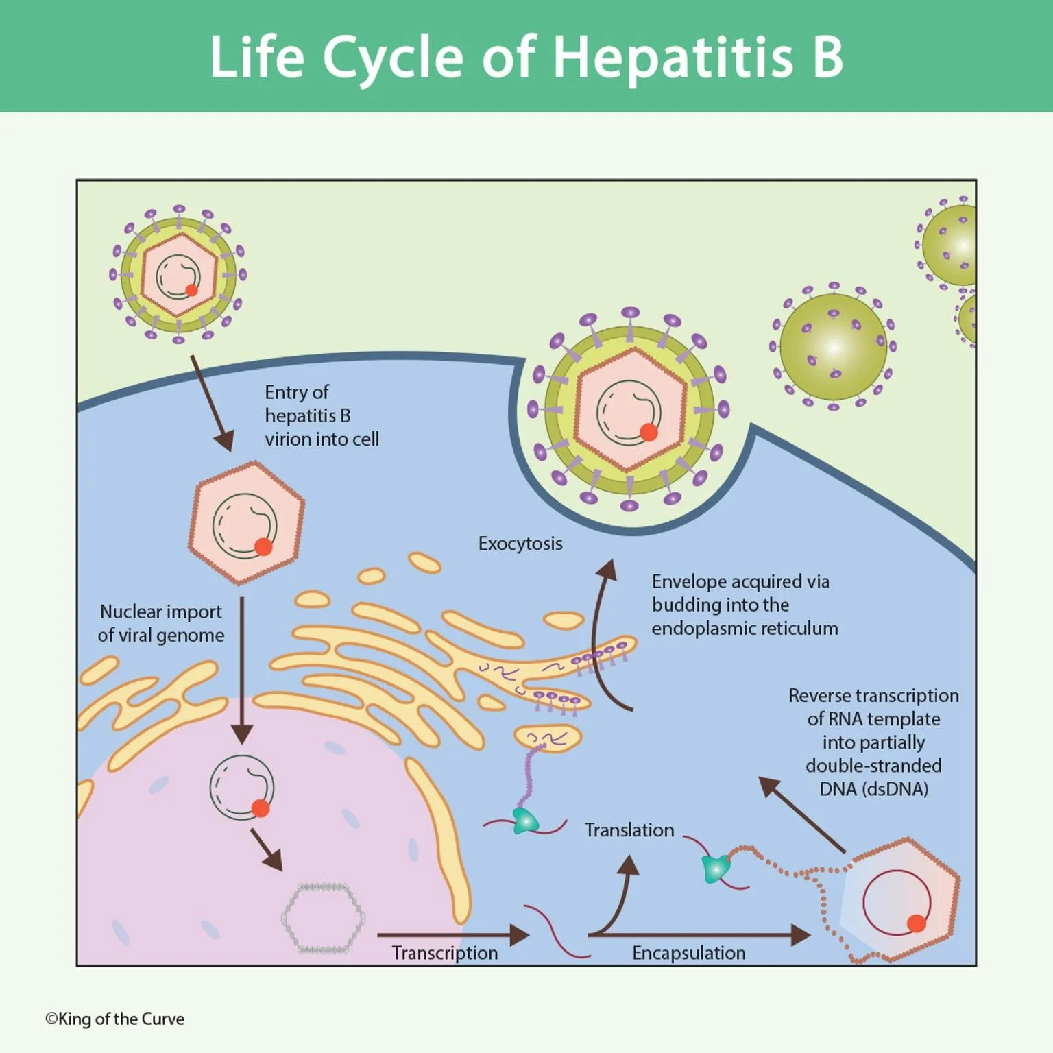 🧬 Life Cycle of Hepatitis B: From Infection to Replication — King of ...