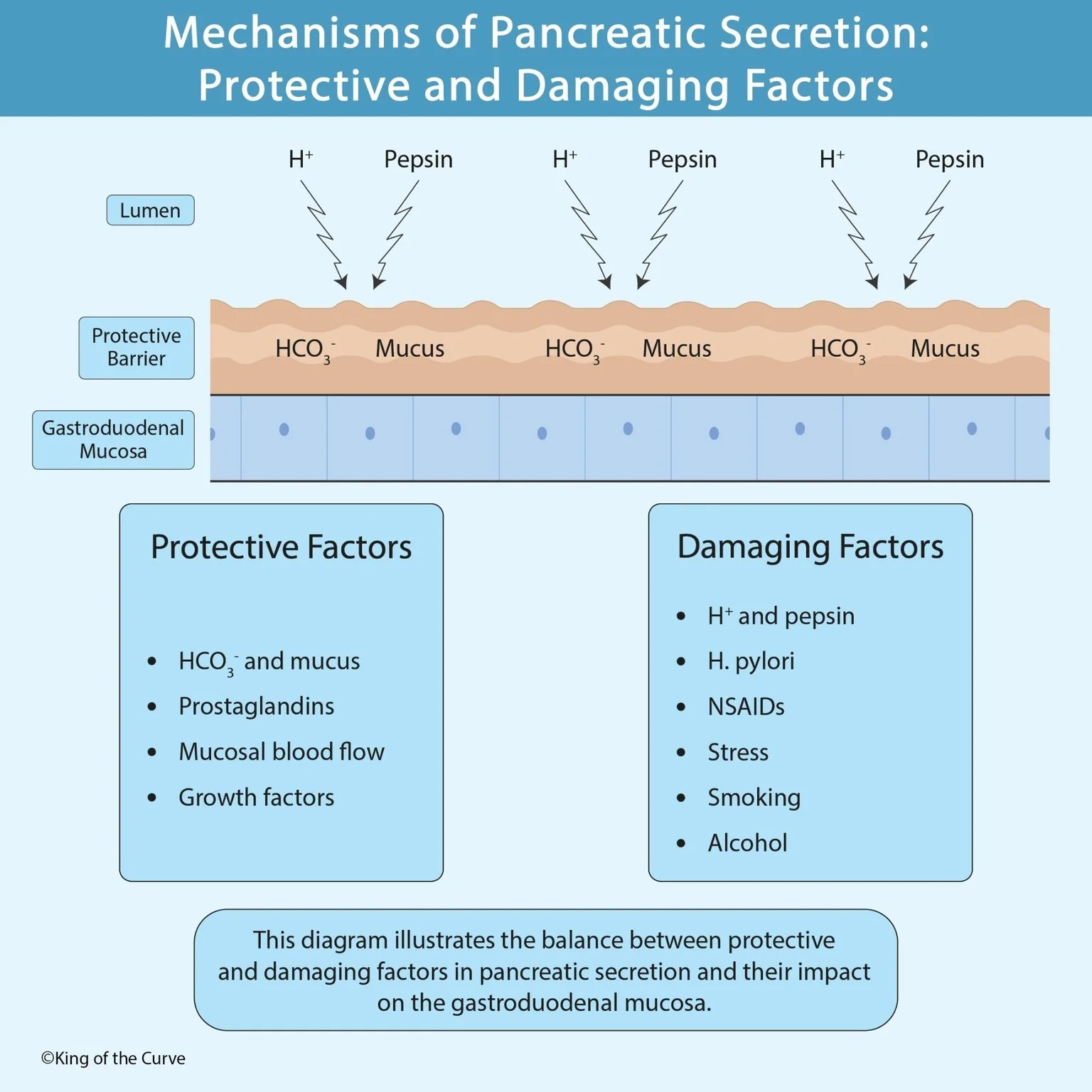🛡️ Mechanisms of Gastroduodenal Mucosal Protection and Injury