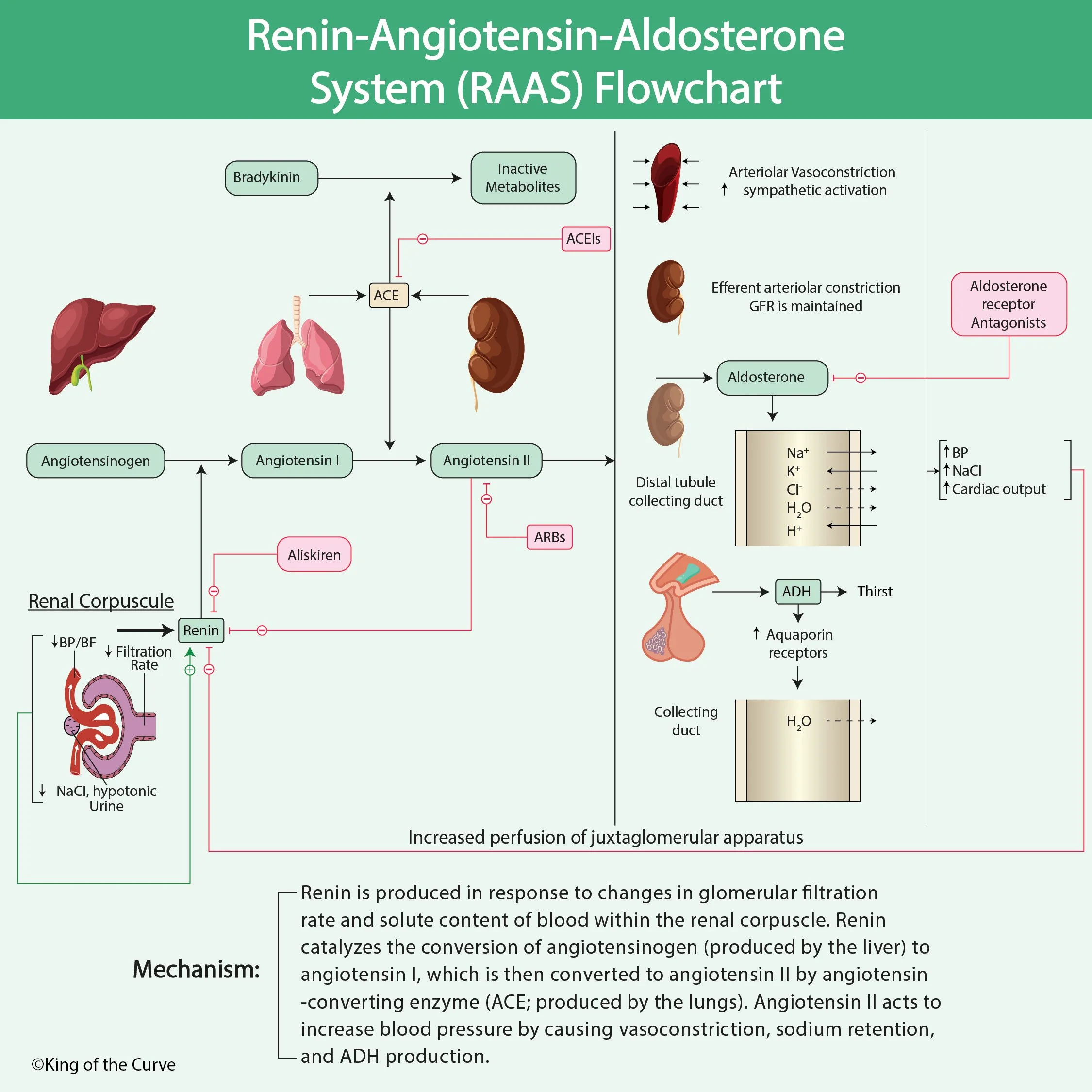 Understanding the Renin-Angiotensin-Aldosterone System (RAAS) for the ...