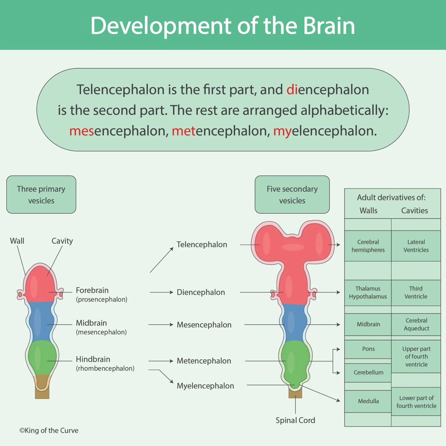 🧠 Development of the Brain — King of the Curve
