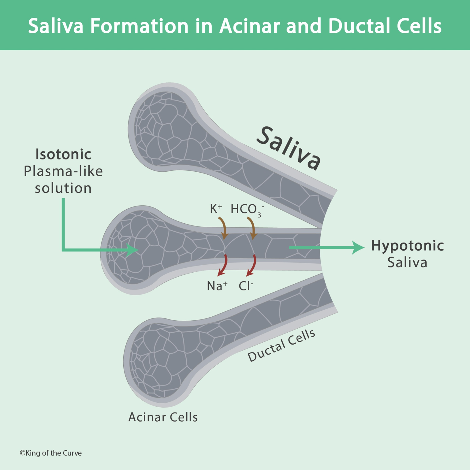 🧪 Saliva Formation in Acinar and Ductal Cells: How Saliva Becomes Hypotonic