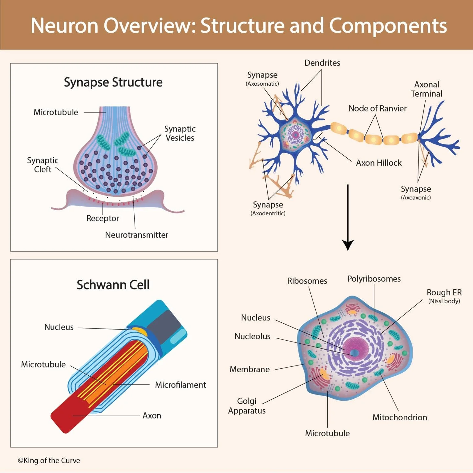 neuron-overview-structure-and-components-king-of-the-curve