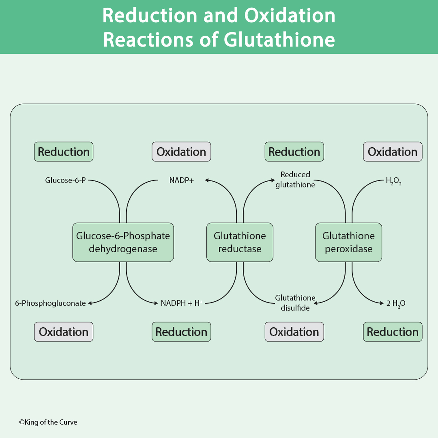 🧪 Glutathione Redox Reactions: Reduction, Oxidation & Antioxidant Defense