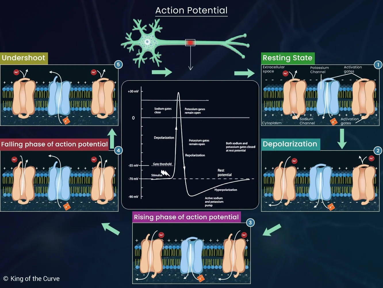 Action Potentials: How Neurons Communicate on the DAT — King of the Curve
