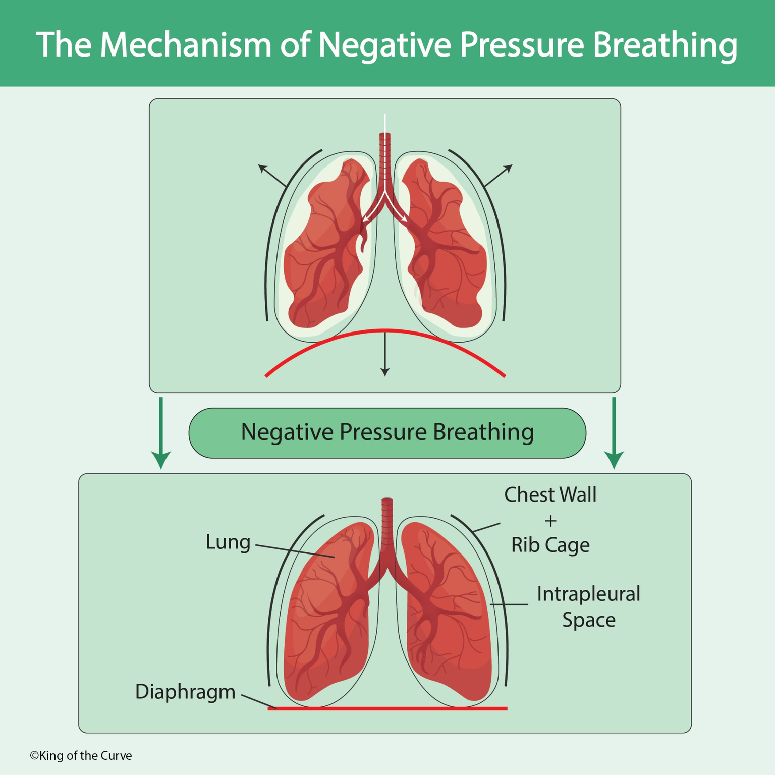 🫁 Negative Pressure Breathing: How Inspiration and Expiration Work