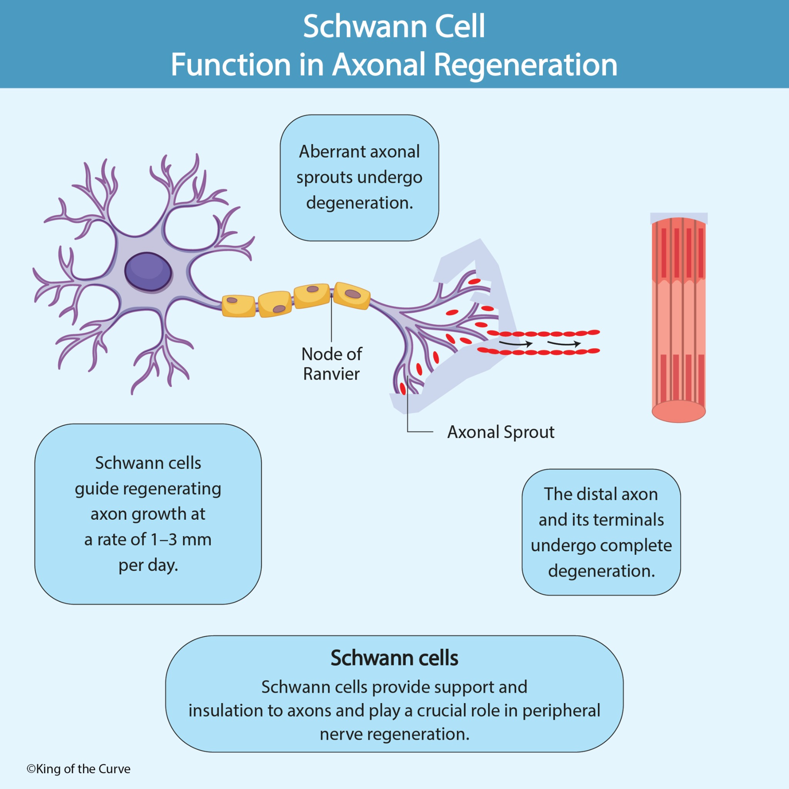 🧠 Schwann Cell Function in Axonal Regeneration