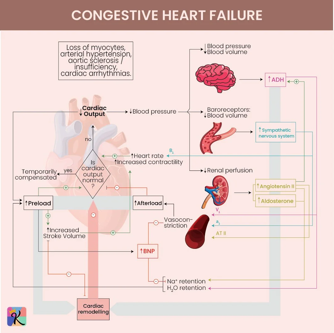 Congestive Heart Failure (CHF): Diagnosis, Symptoms, and Management for ...