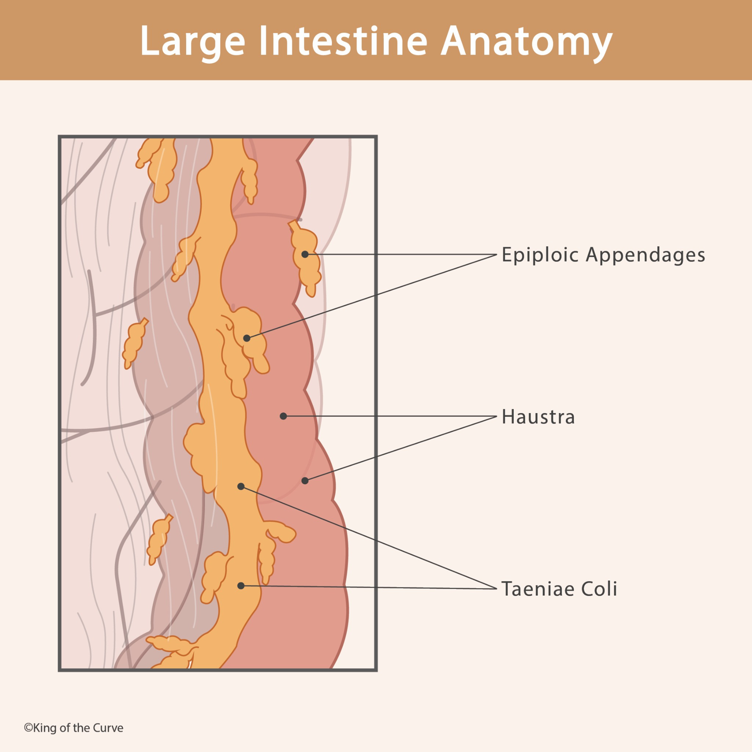 🧬 Large Intestine Anatomy: Structure and Function of the Colon — King ...