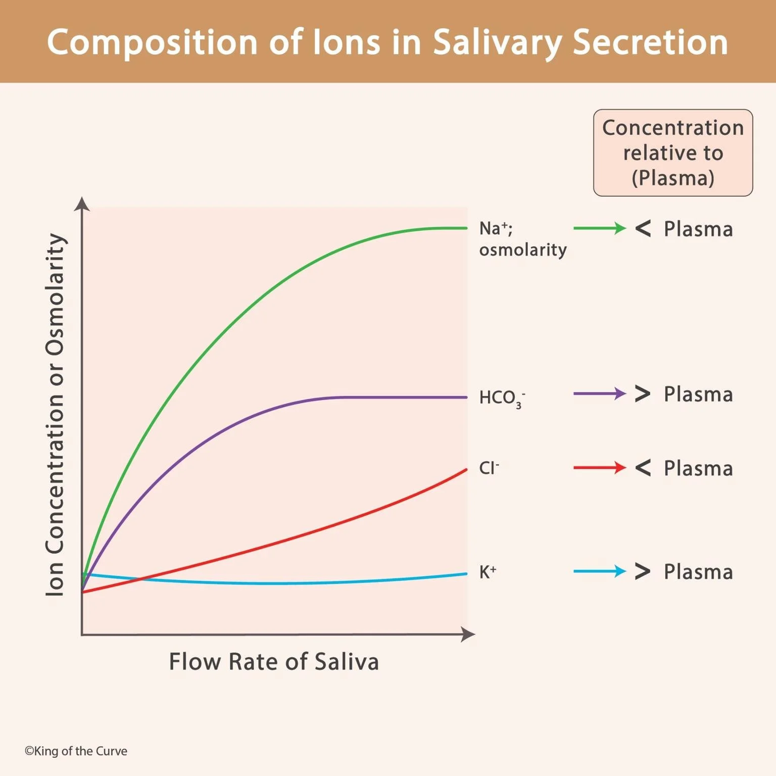 🧪 Composition of Ions in Salivary Secretion