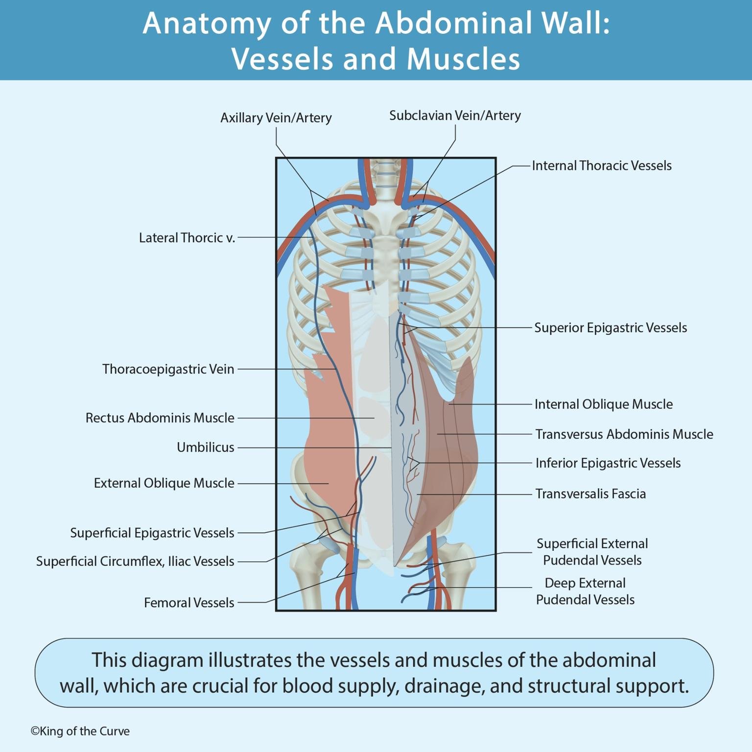 🩺 Anatomy of the Abdominal Wall: Vessels and Muscles — King of the Curve
