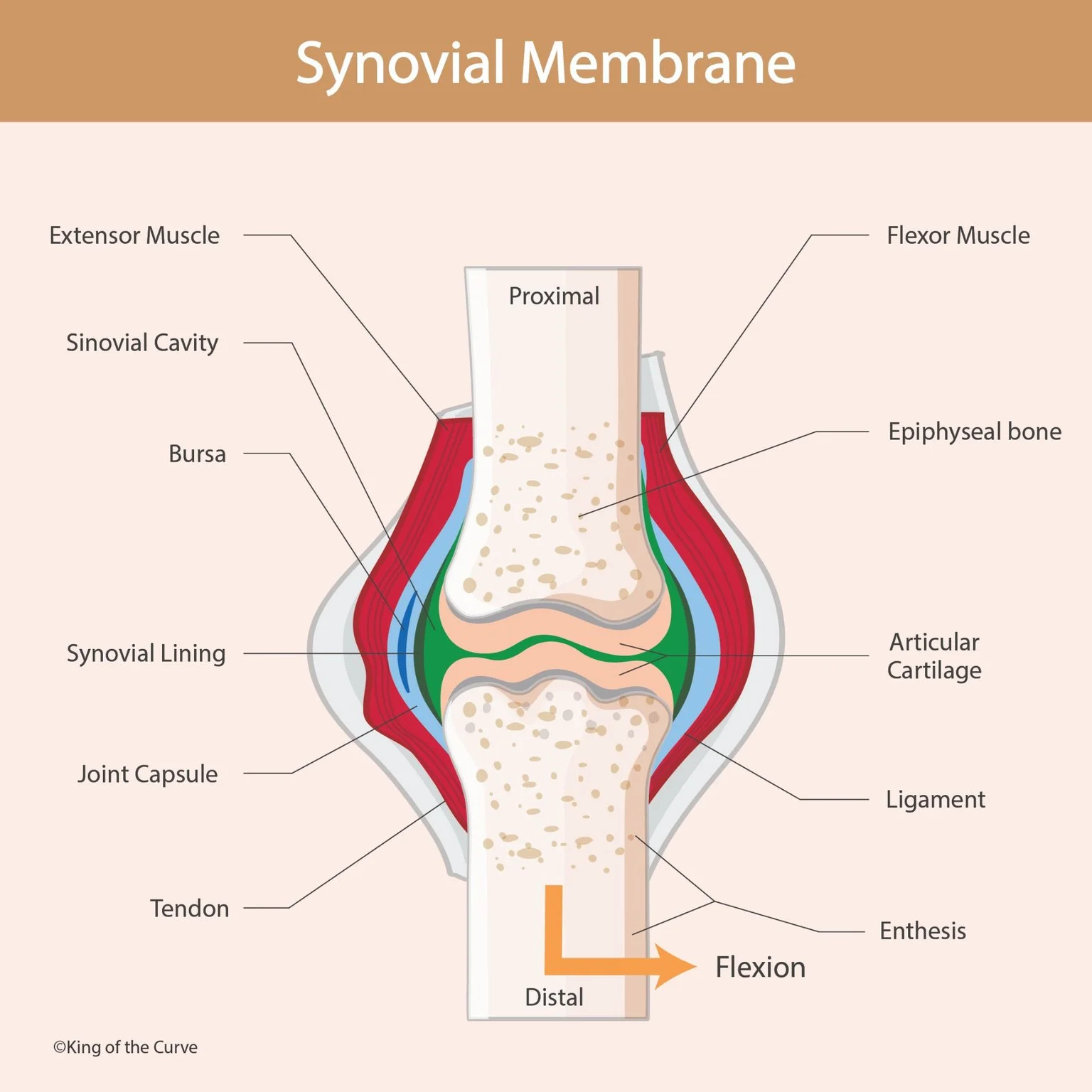 🦴 Synovial Membrane: Structure and Function of Synovial Joints