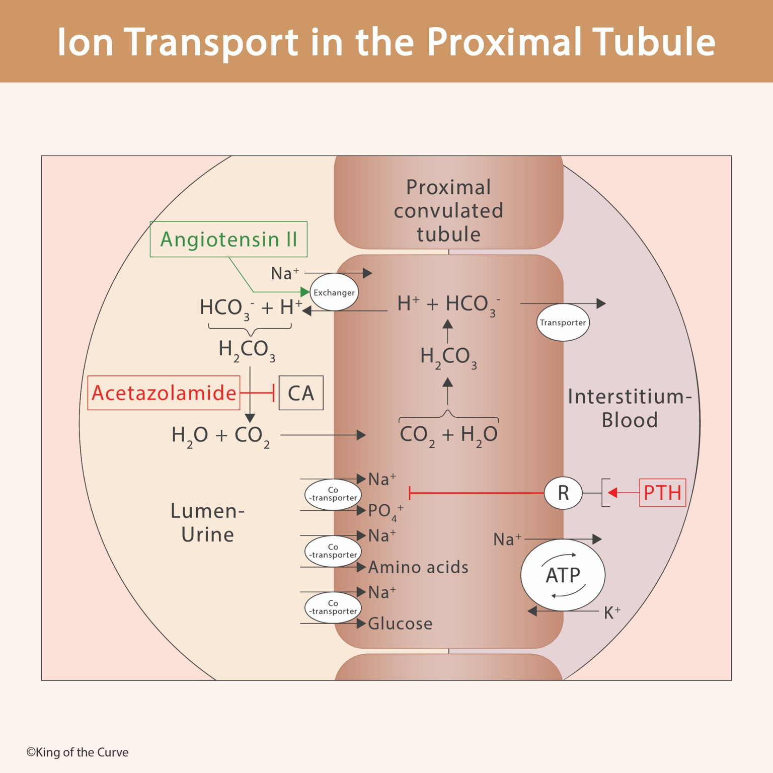 🧠 Ion Transport in the Proximal Tubule
