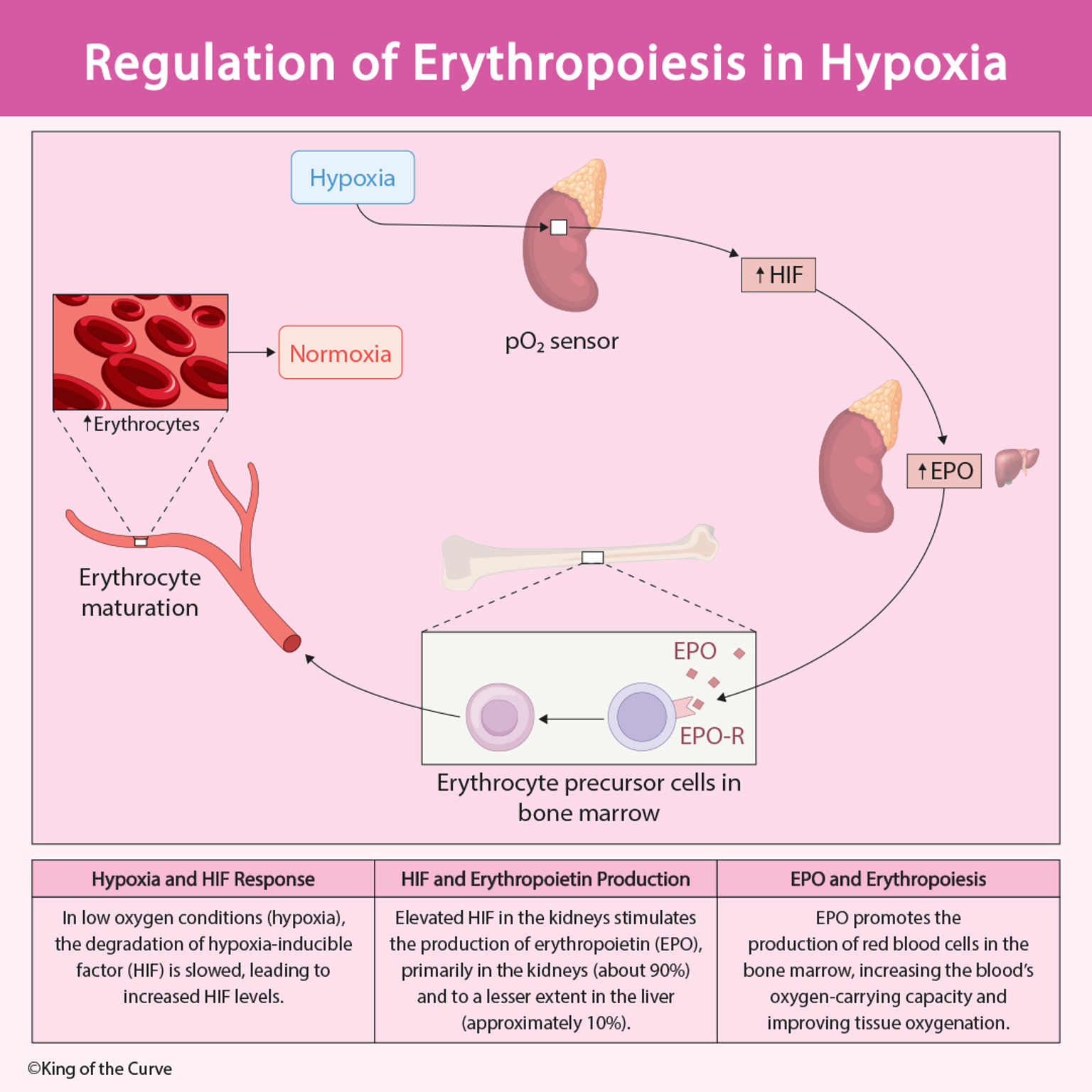 🩸 Regulation of Erythropoiesis in Hypoxia