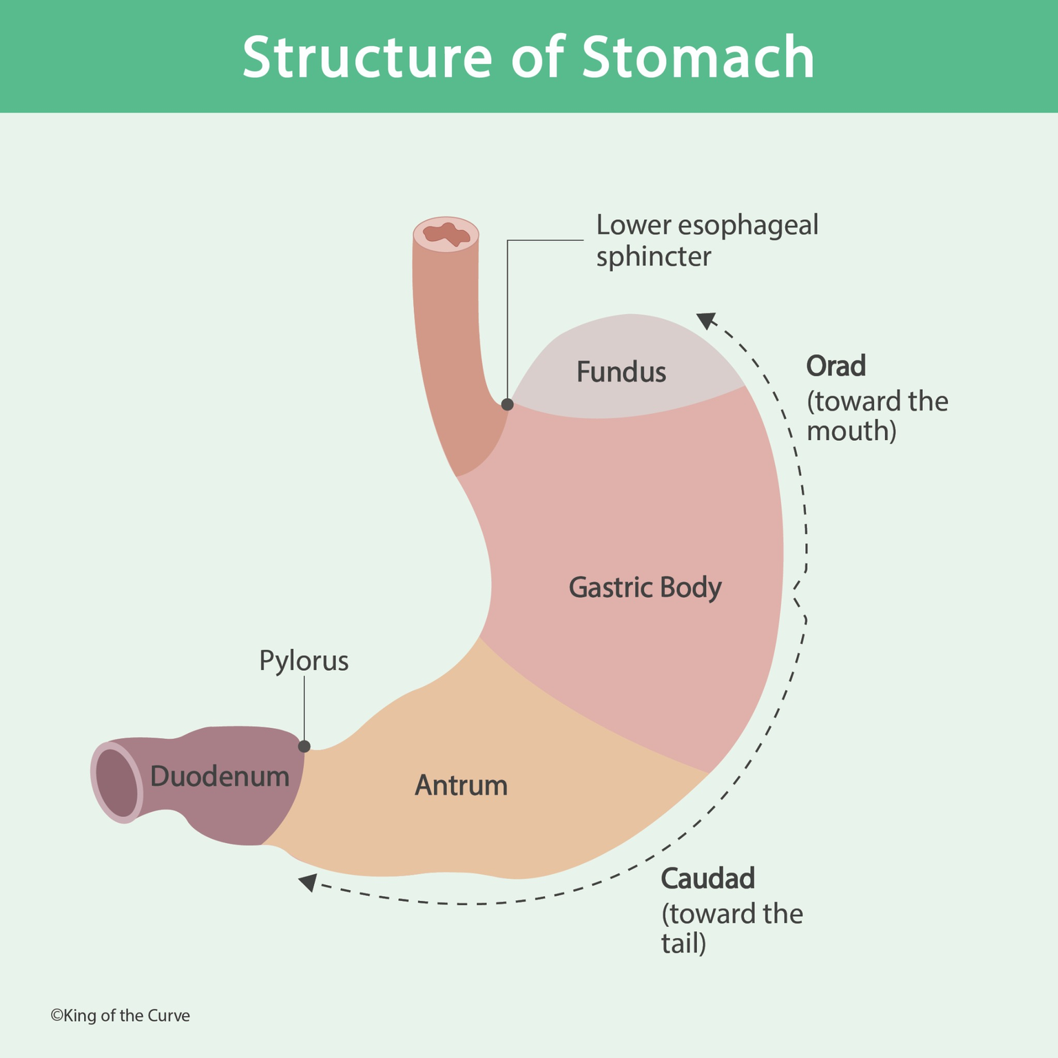 🫀 Structure of the Stomach: Anatomy and Functional Significance