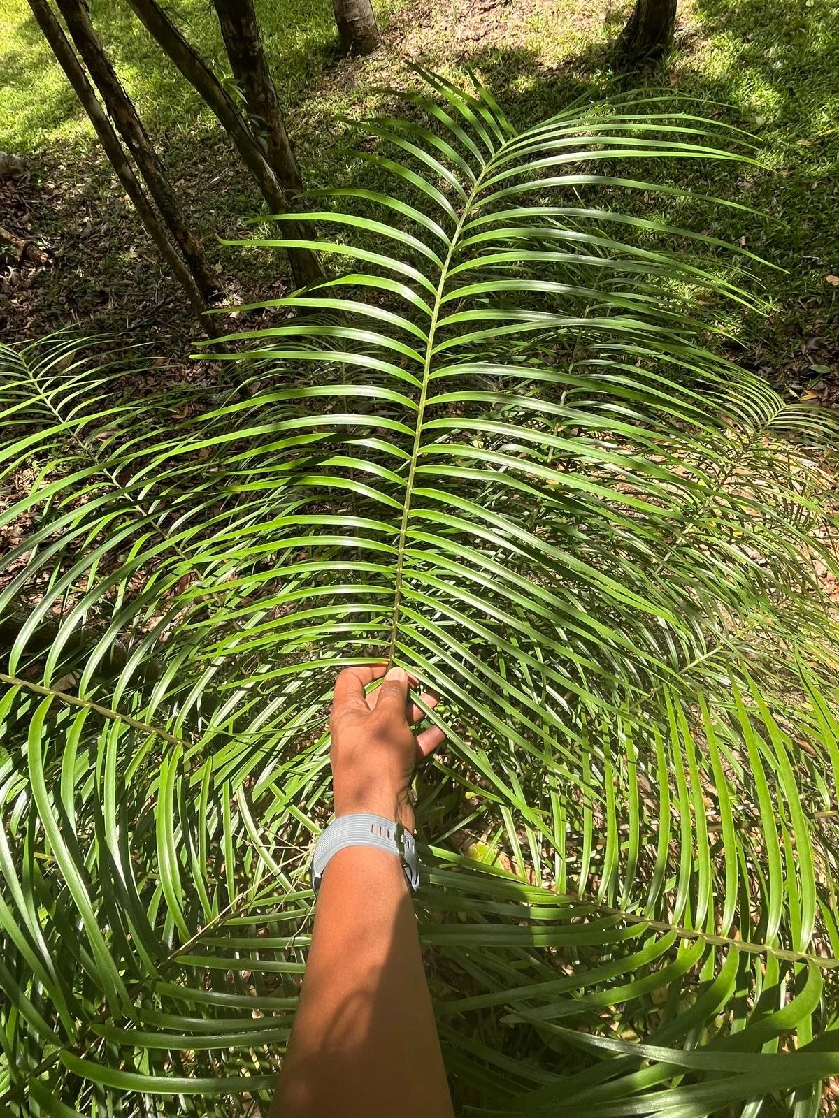 Zamia portoricensis 6 (1).jpeg