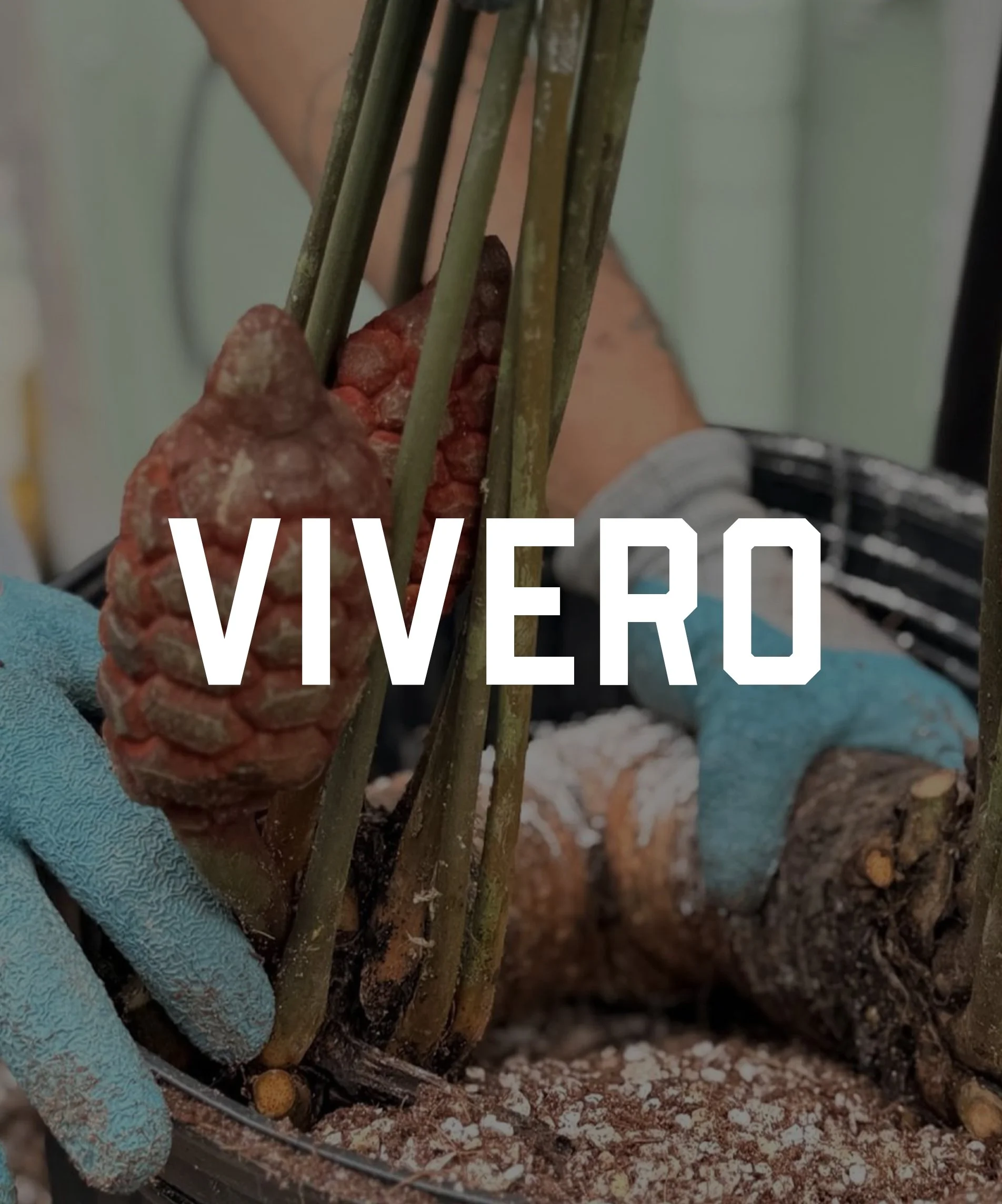 vivero2.jpg