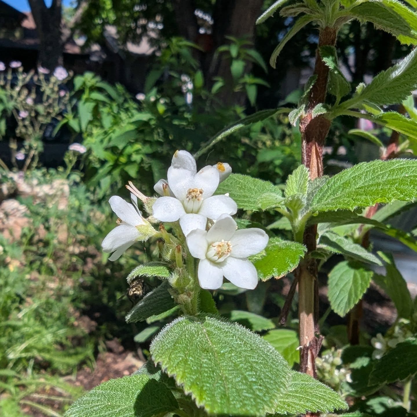 Jamesia americana flowering and attracting native pollinators. This shrub is situated in a dappled shade garden, under the urban canopy of street trees. 

From Plant Select:
&quot;Intensely fragrant and showy clusters of waxy, white flowers appear in