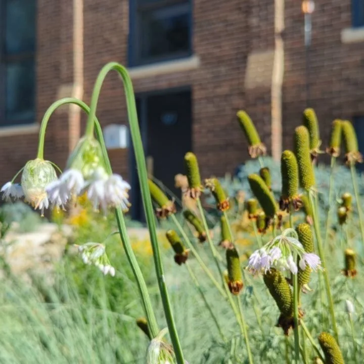 Some Allium cernuum, nodding onion, appreciation in these prairie garden sections.  We grew these from seed and transplanted them into the landscape.

From @prairiemoonnursery :
&quot;Nodding Onion is renowned for the unique orientation of its flower