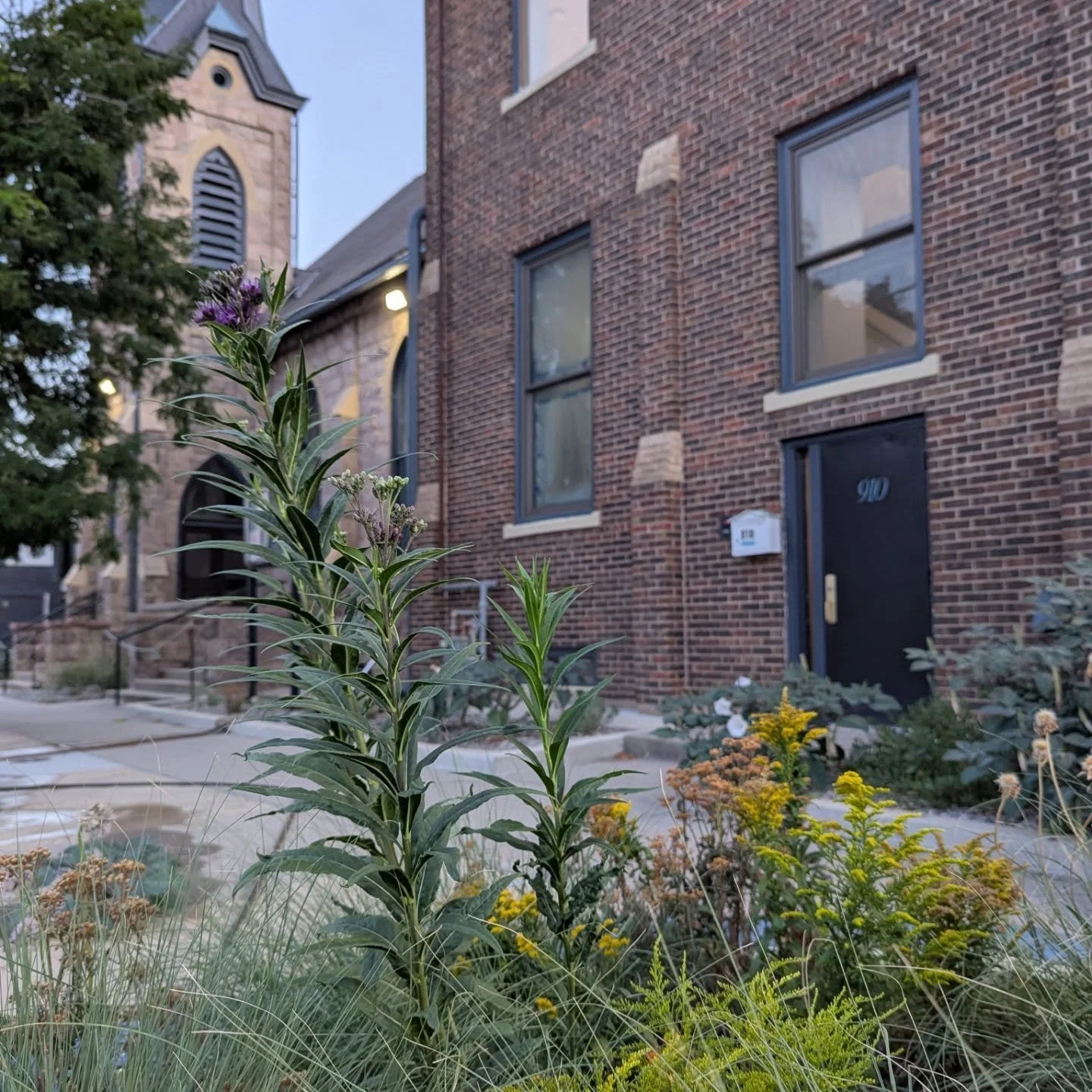 Vernonia fasciculata standing proudly in a prairie garden.  According to Flora of Colorado, this species is rarely found growing in prairies in northeast Colorado - so a nearby native. Larval host for the American Painted Lady.

Grown from seed from 