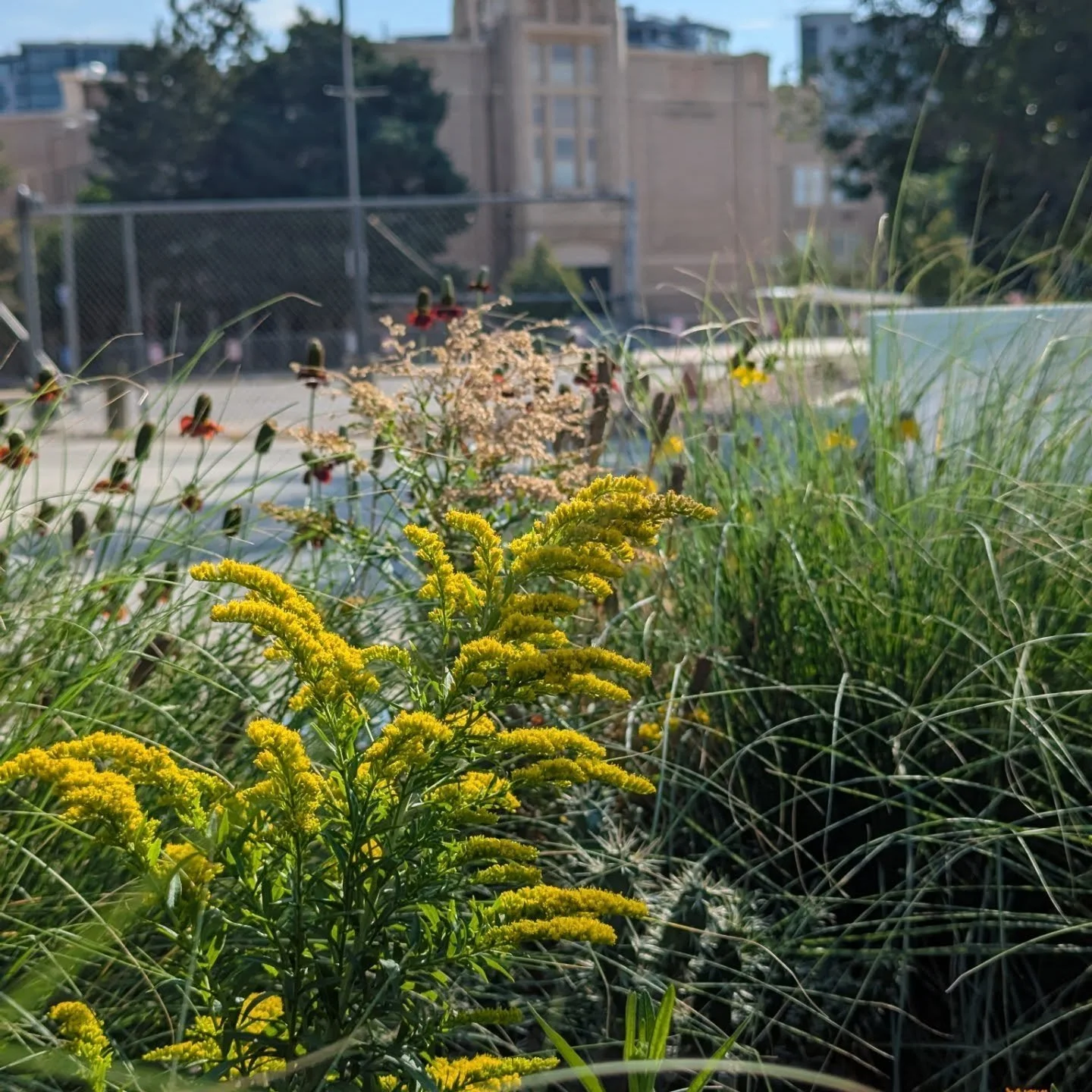 Solidago 'Golden Baby' catching the morning sun.  Well-known as a habitat garden staple - Goldenrods not only provide nectar for bees and other pollinators, the plants can also host a diverse group of caterpillars.  The National Wildlife Federation l