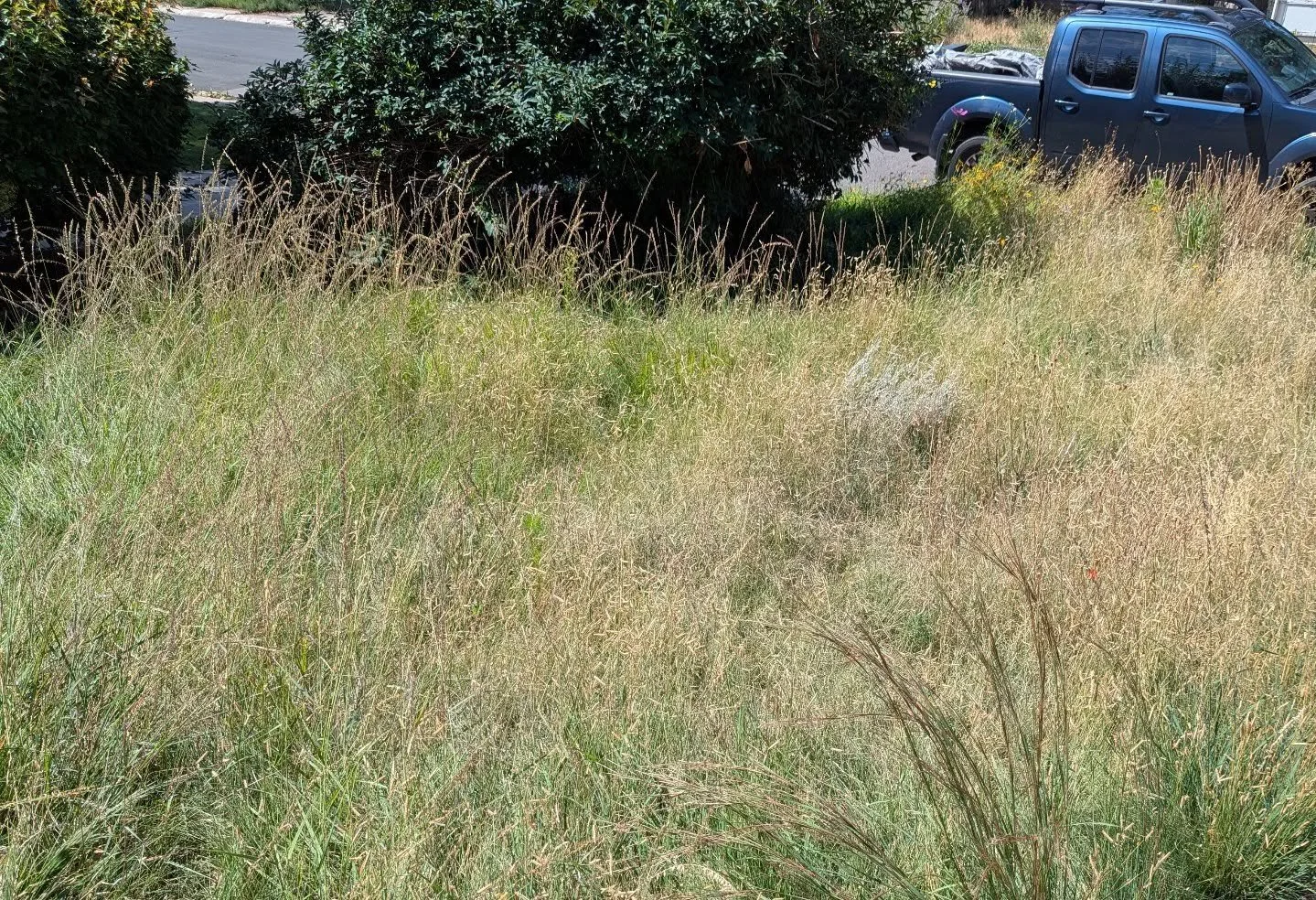 Some more images of this prairie grass &quot;lawn.&quot; The swaths of different grasses, with their distinct seed heads, are really beautiful in late Summer and beyond. 

This was seeded in Spring 2024.  After germinating, it was watered  three time