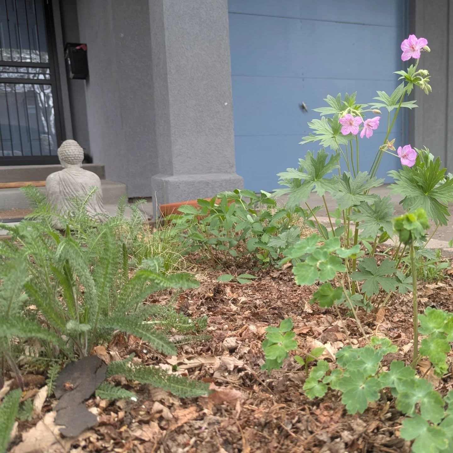 Curious to hear what others may think about using thick leaf mulch in garden beds in the Great Plains. 

This garden is growing under the urban canopy of large street trees which provide dappled shade to the entire block.  Plants were selected to tol