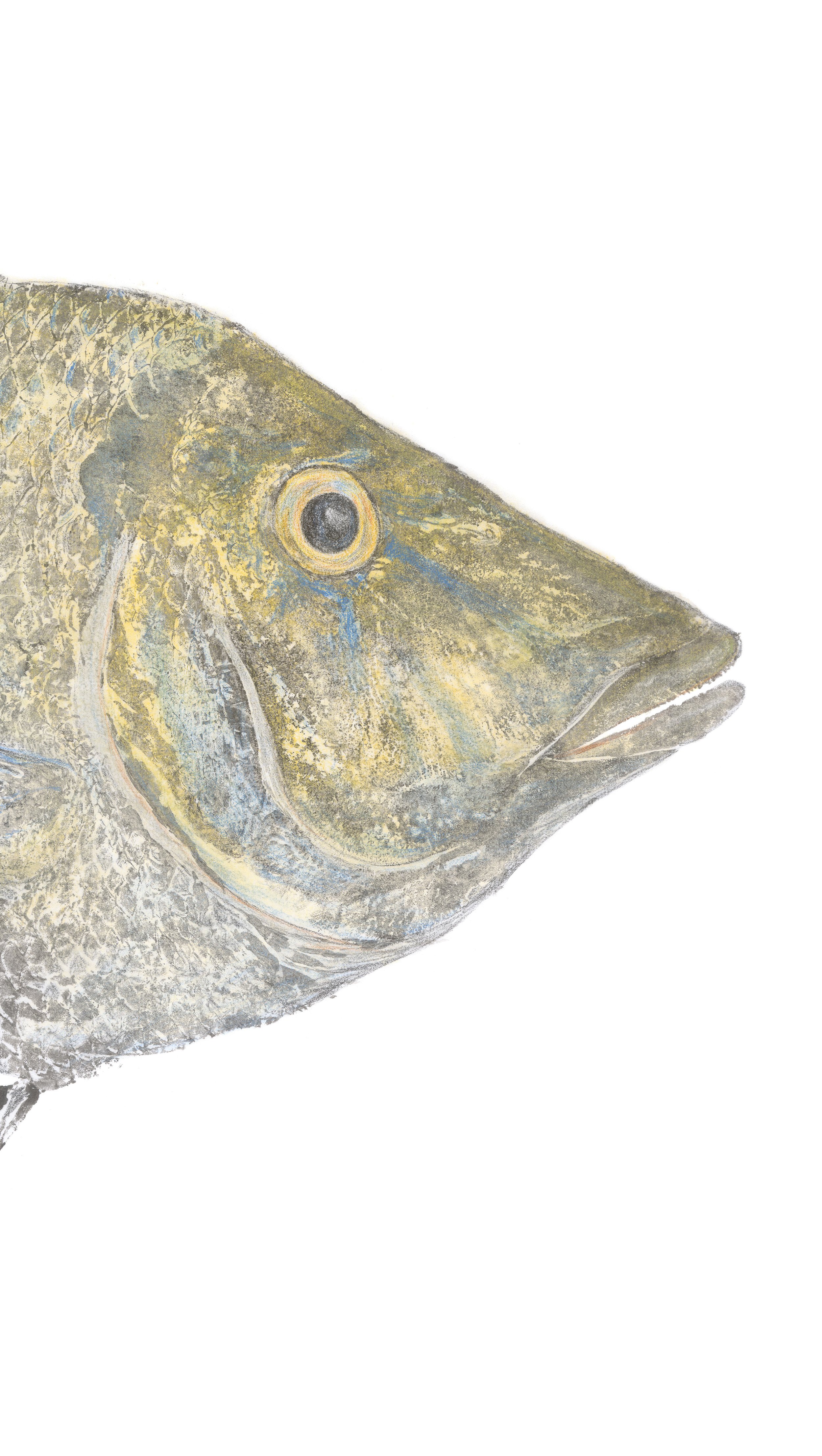 Spangled closeuphead.jpg