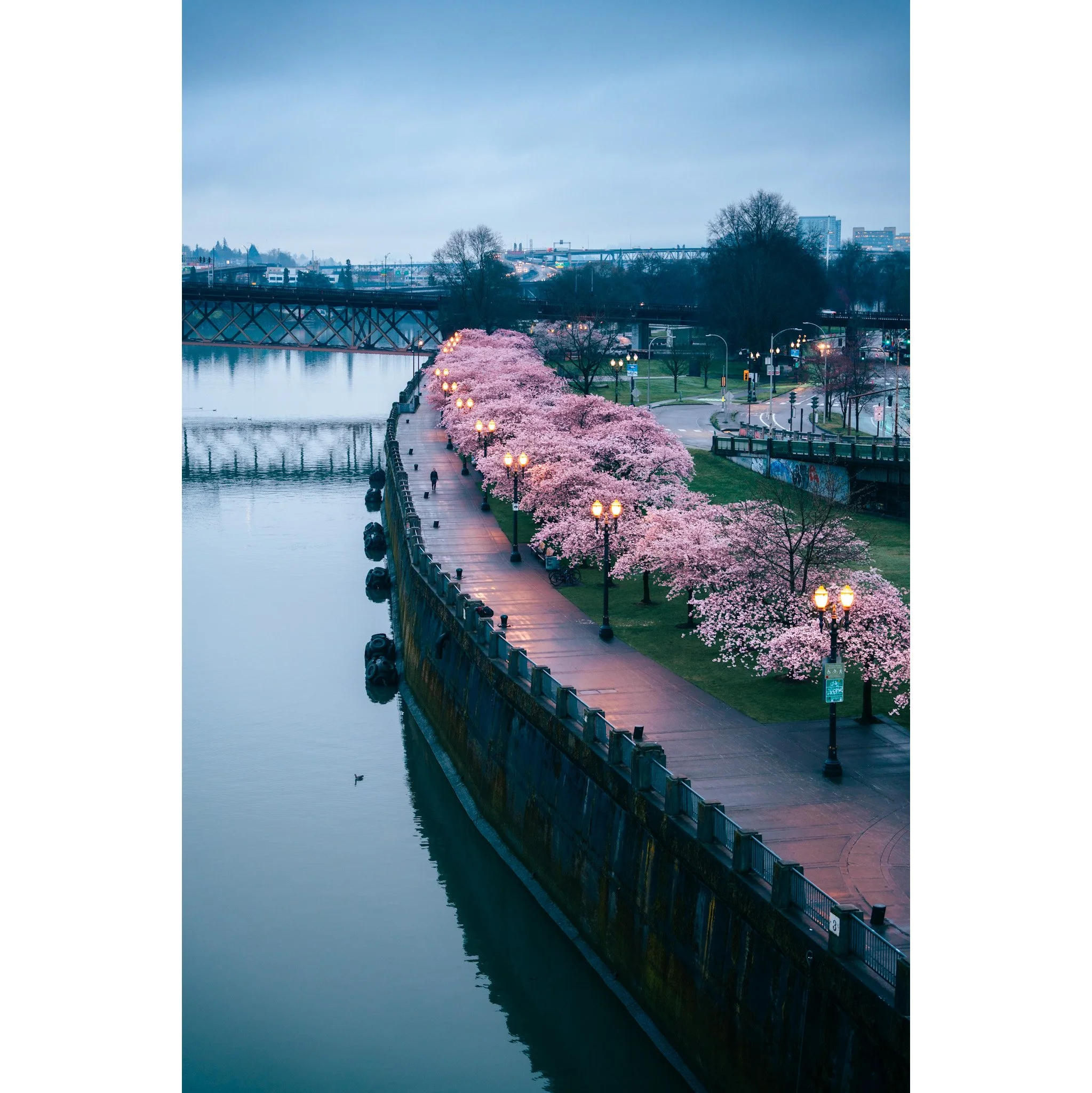 2022 Cherry Blossoms