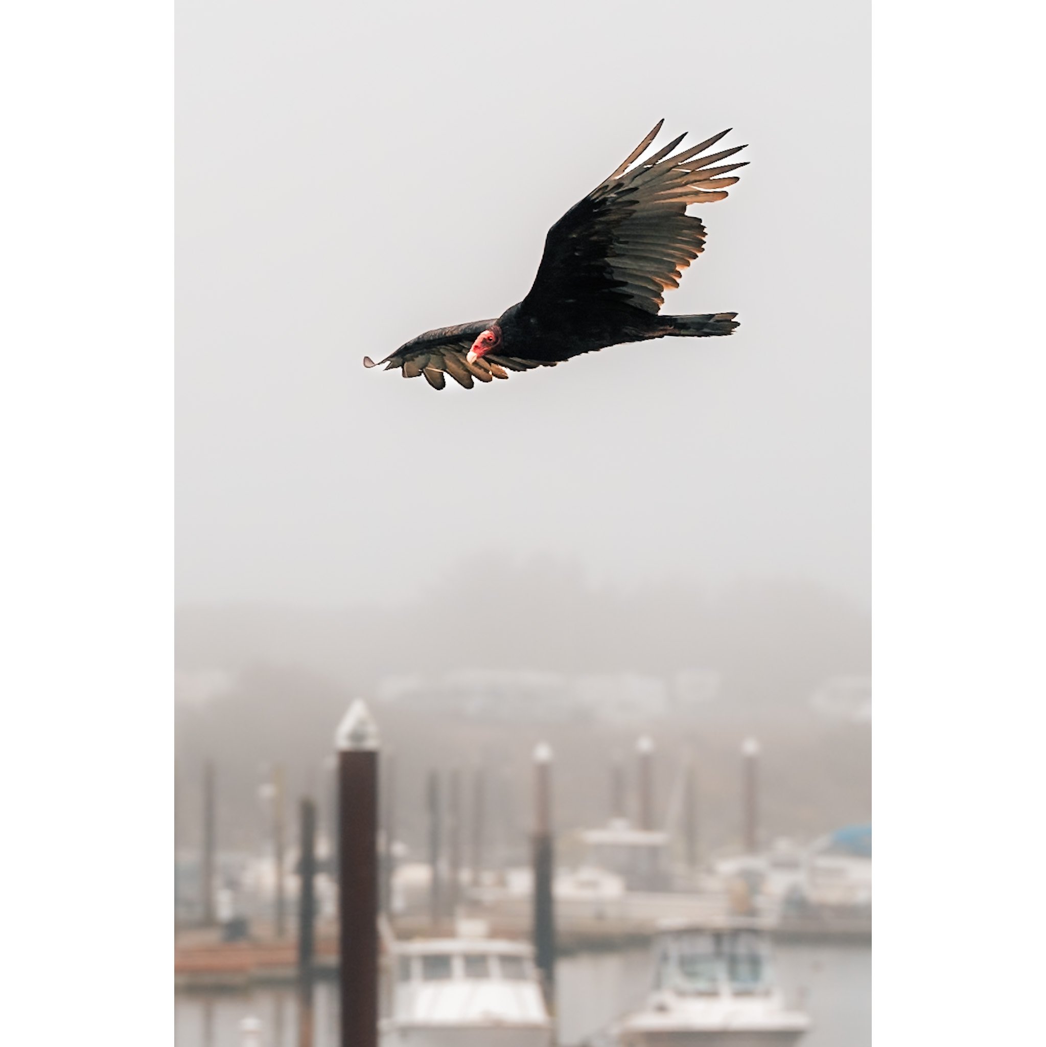 Vulture at the Marina  #2