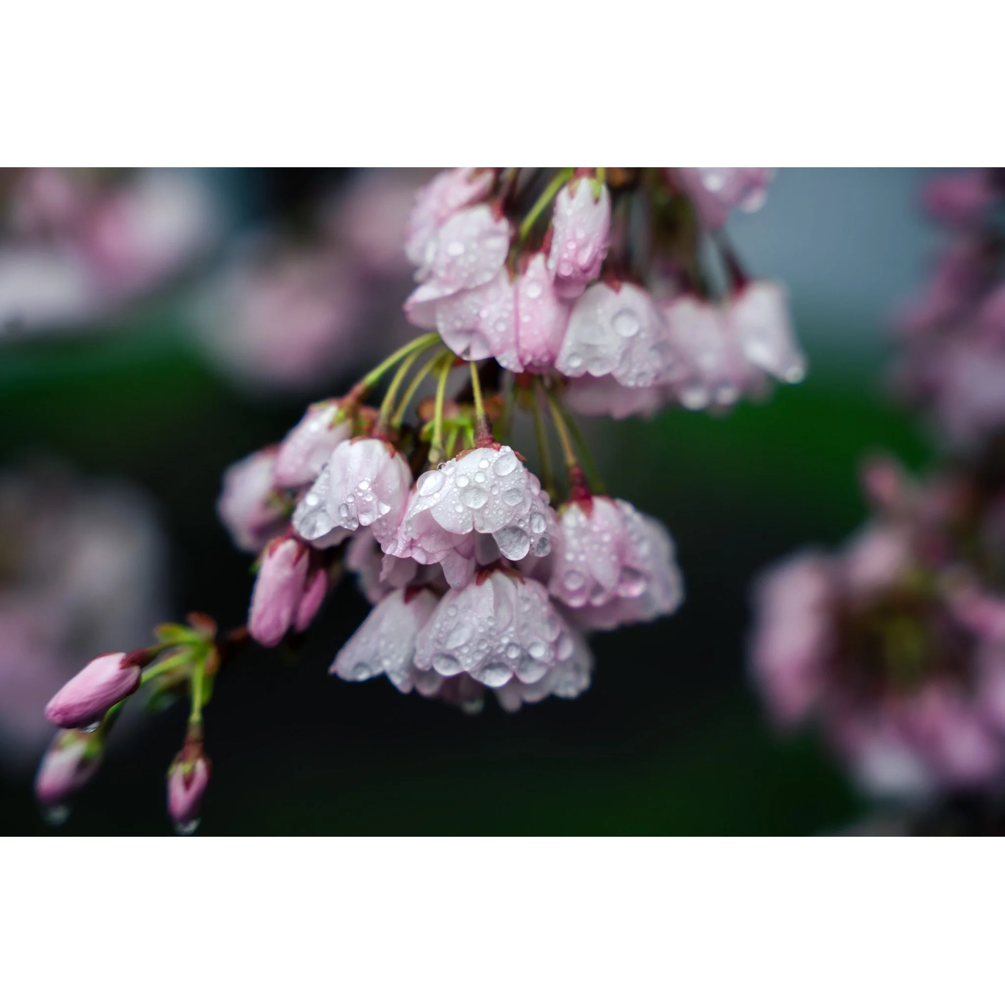 Cherry Blossom Close Up