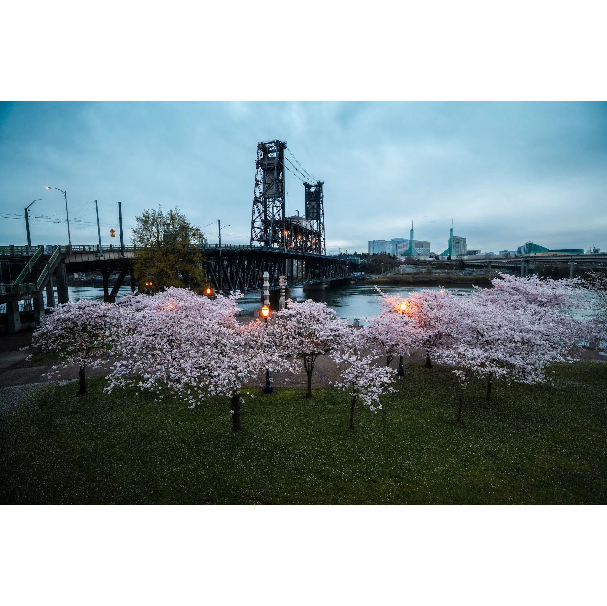 Steel Bridge & Blossoms #2