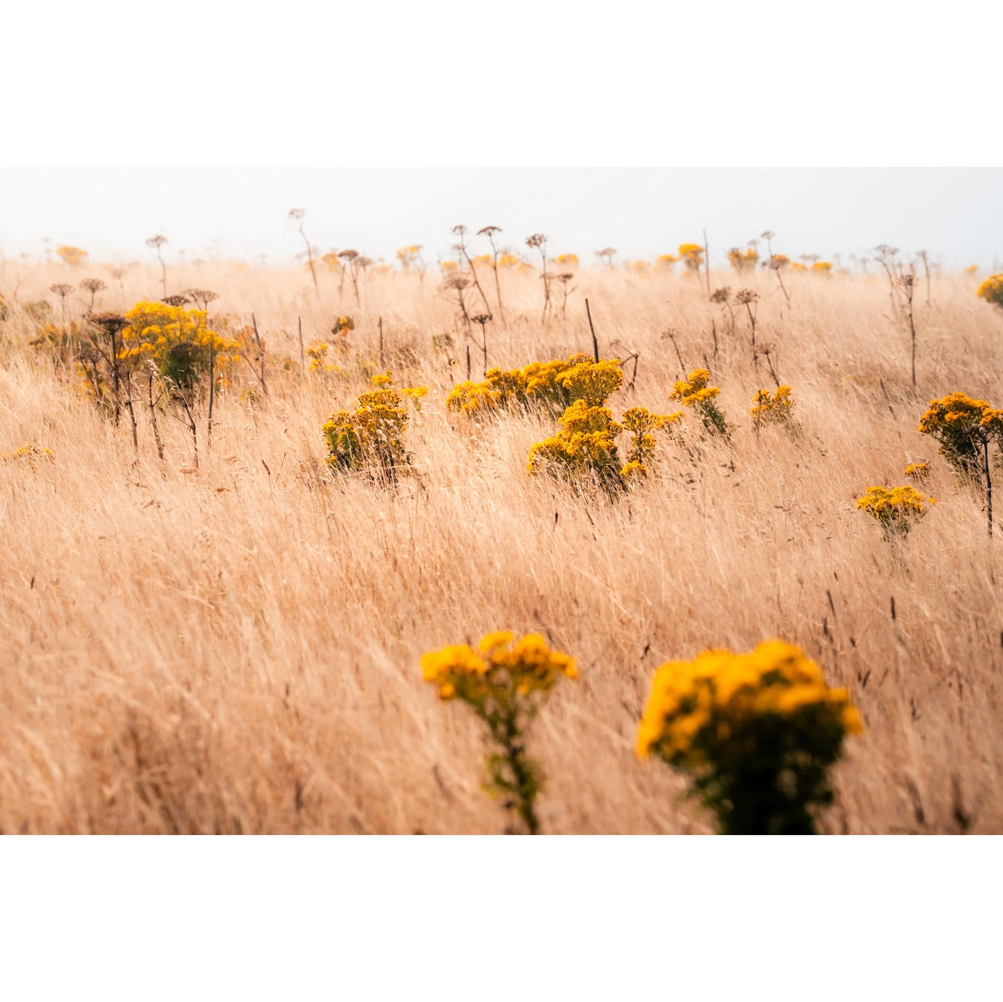 Field of Gold