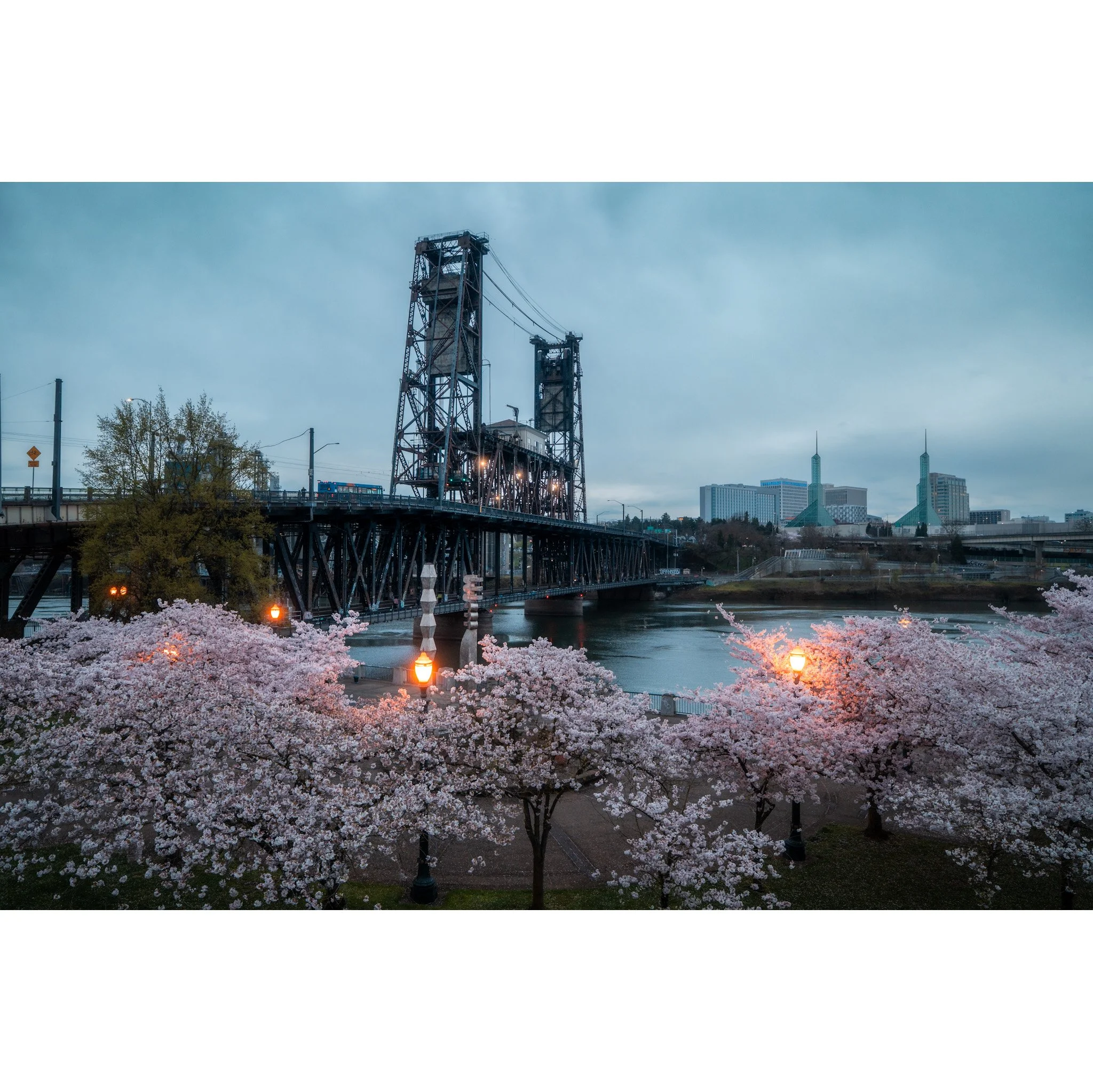 Steel Bridge & Blossoms #1