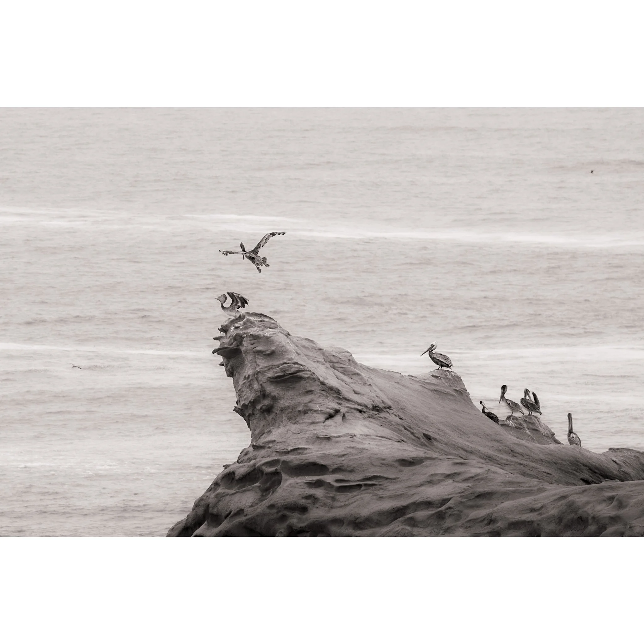 Pelicans at Cape Kiwanda