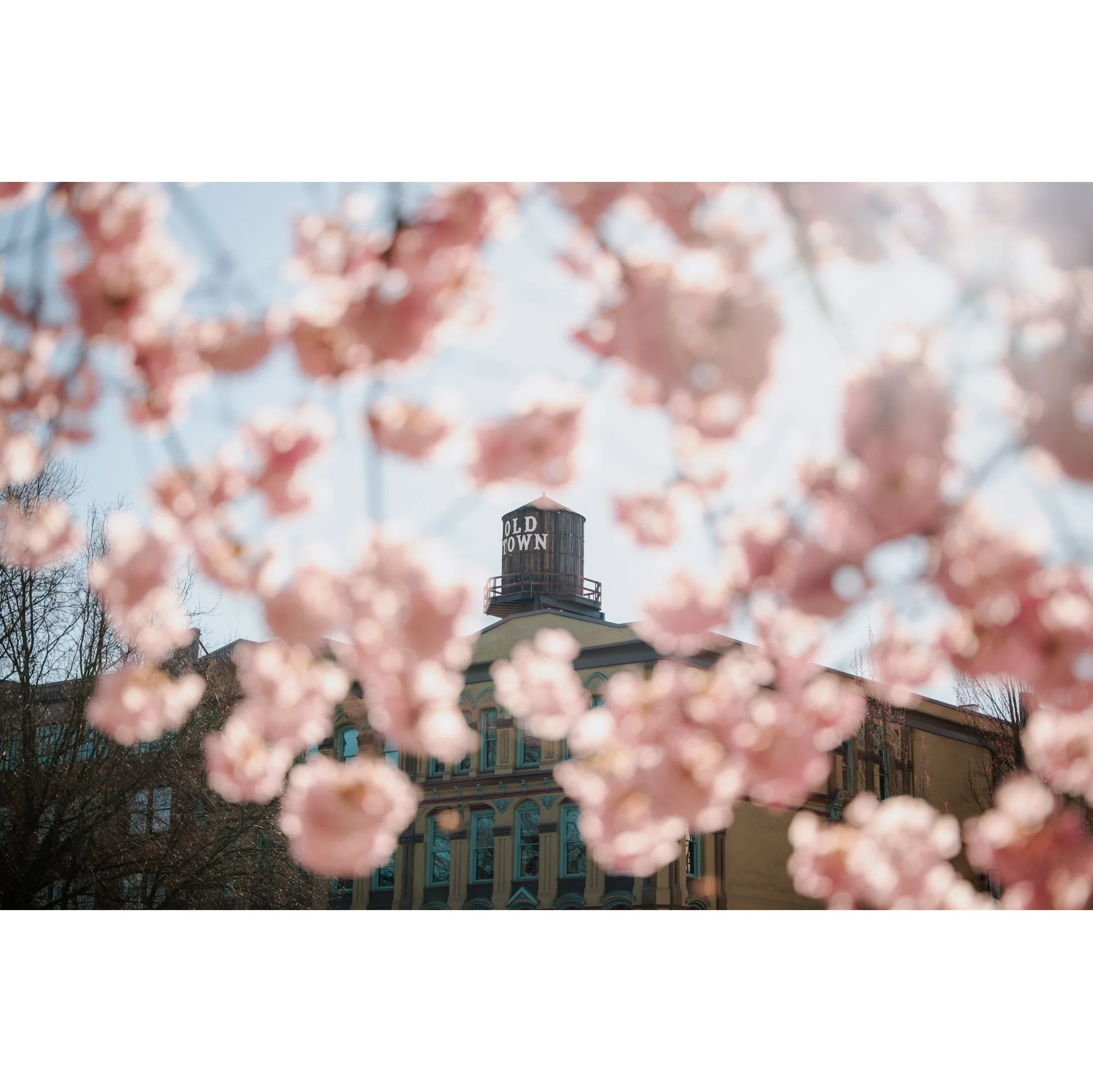 Old Town Cherry Blossoms