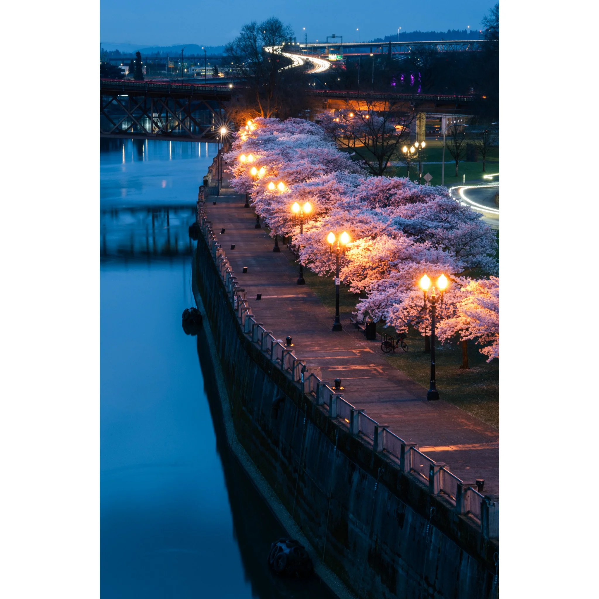 Cherry Blossoms Long Exposure