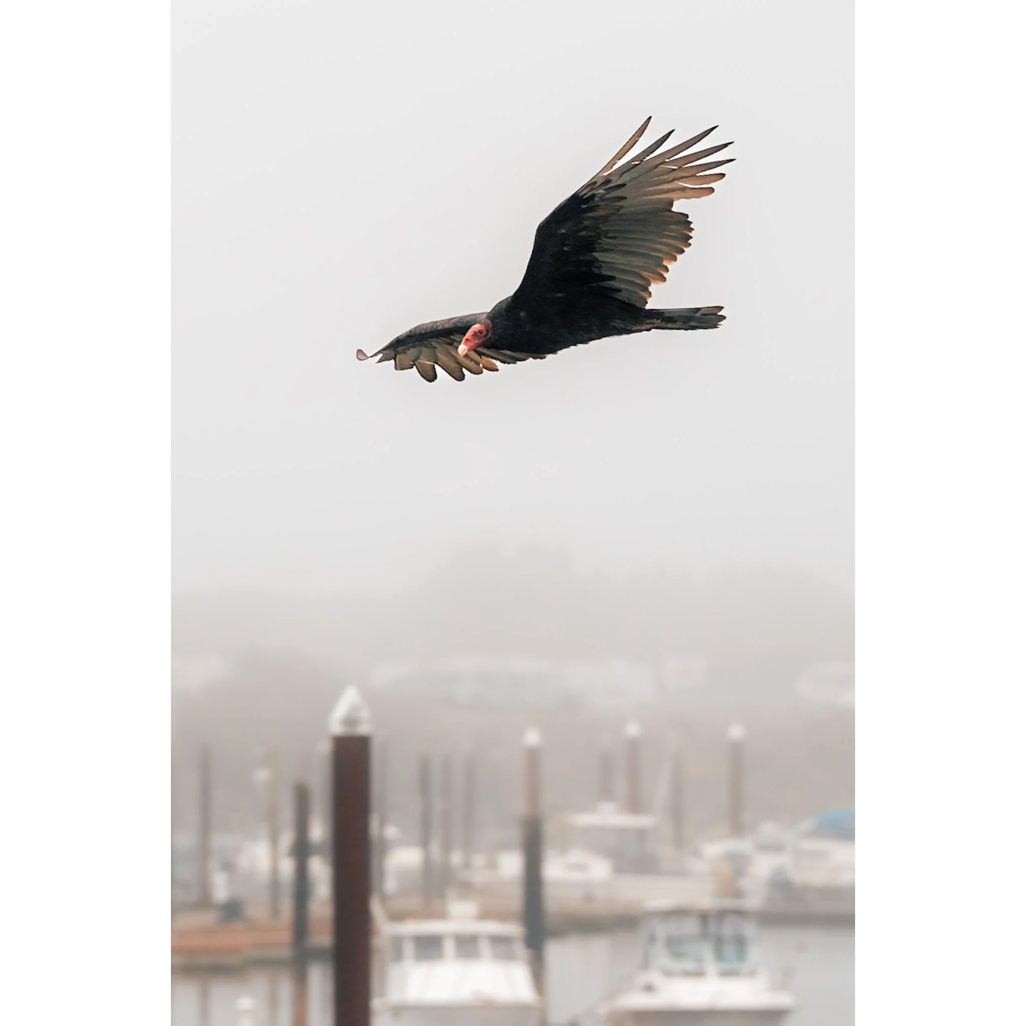 Vulture at the Marina  #2