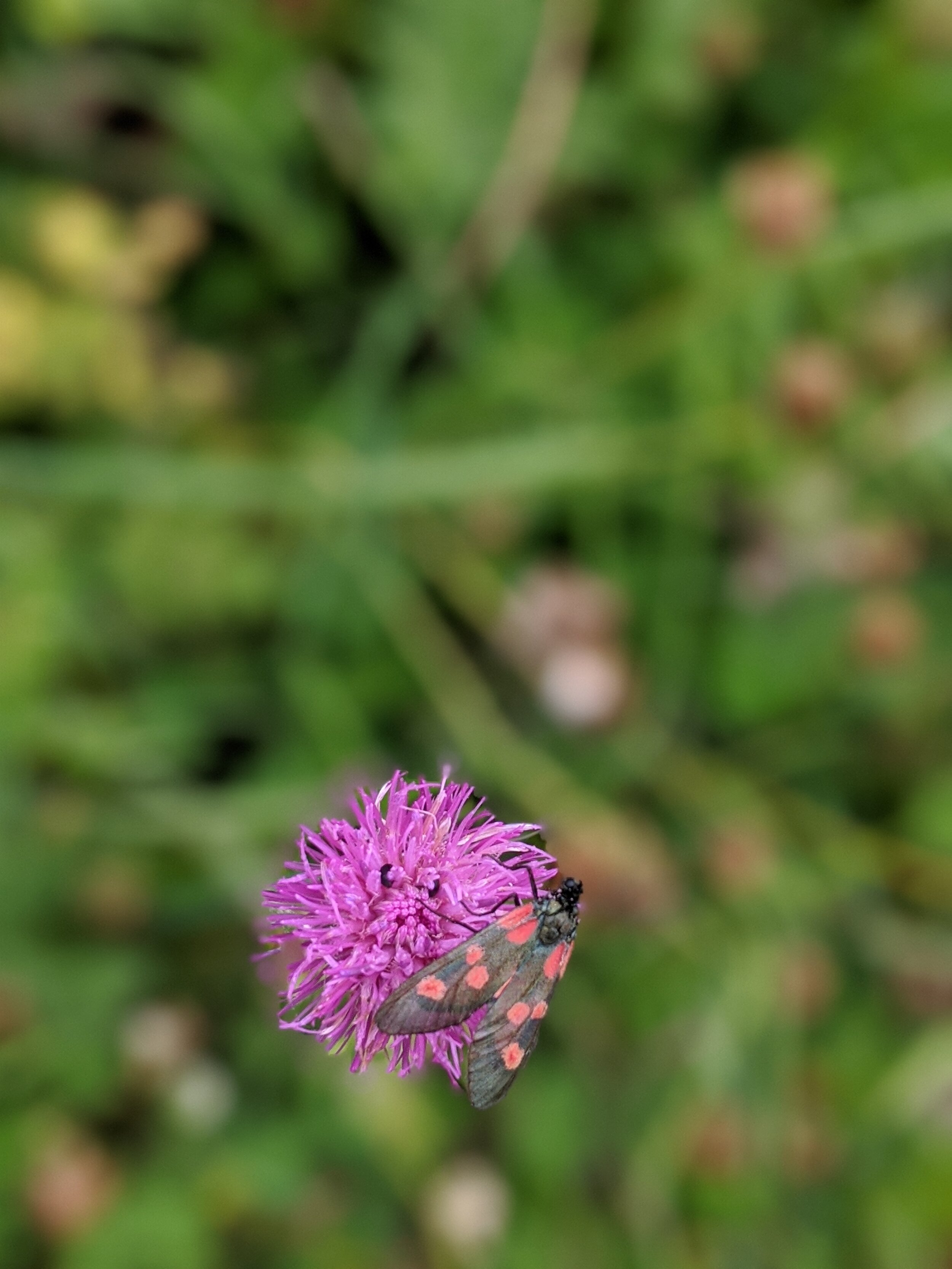 Fionnay+to+Bonatchiesse+hiking+guide+20.jpg