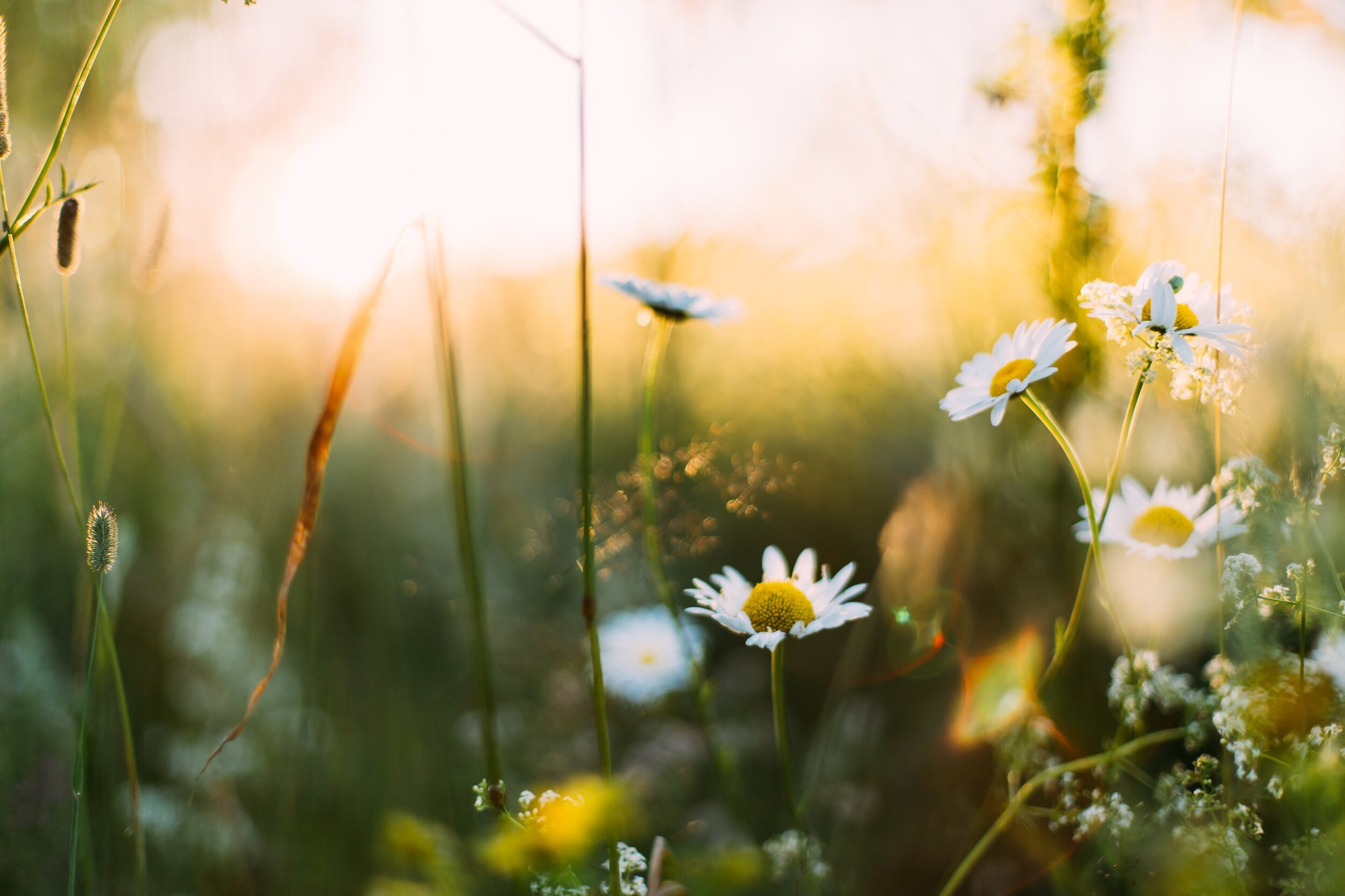 Meditation for Menstruation